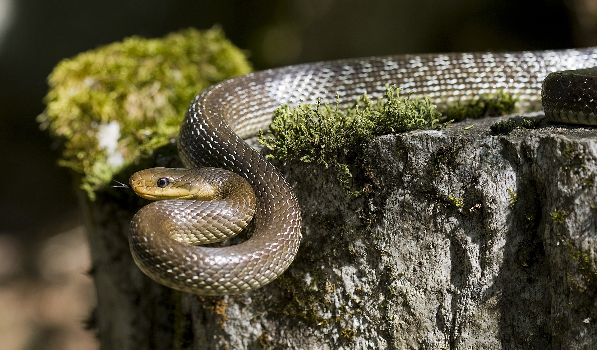 Aesculapian Snake