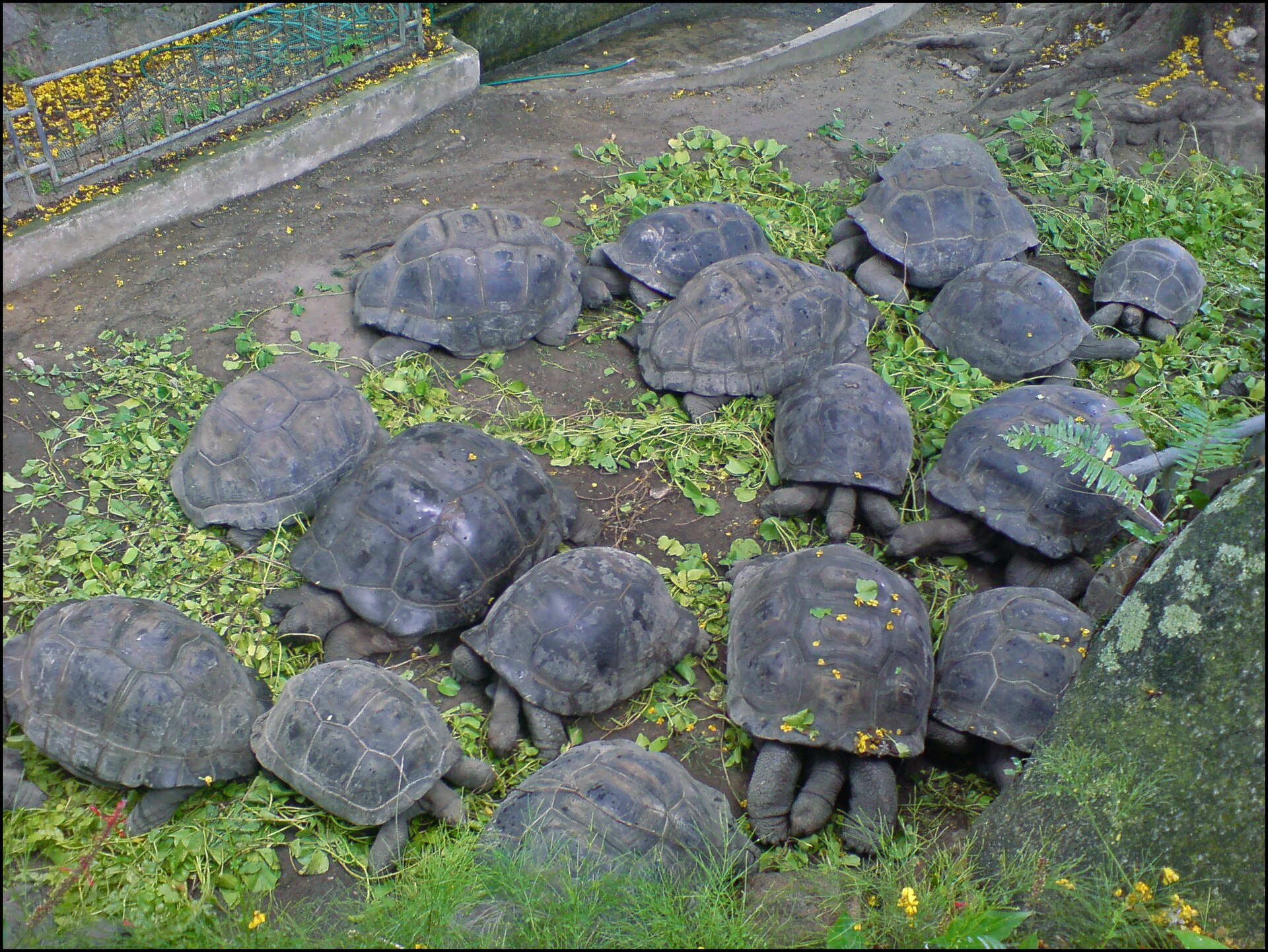 A group of Aldabra giant tortoises in the Seychelles