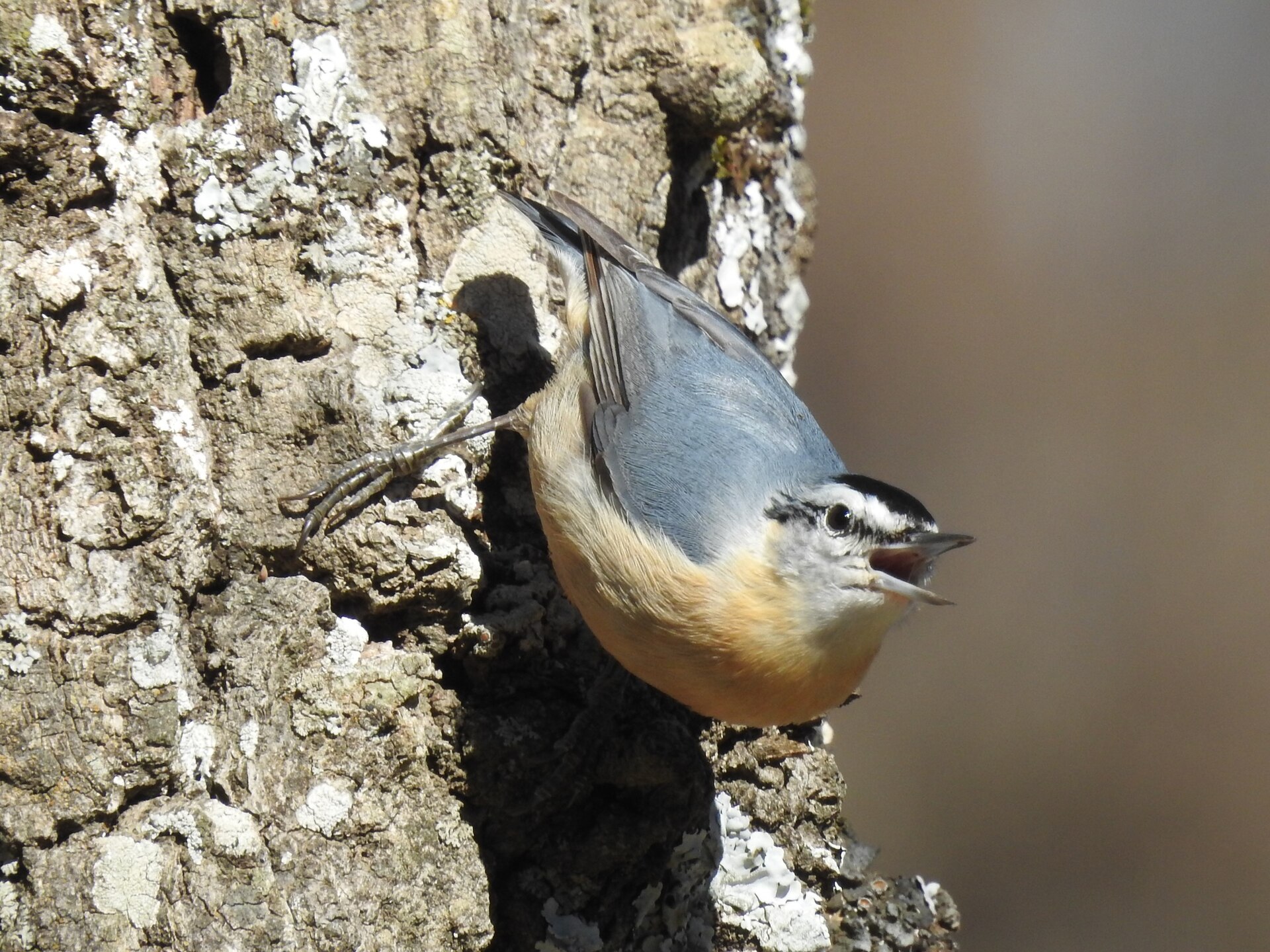Algerian Nuthatch