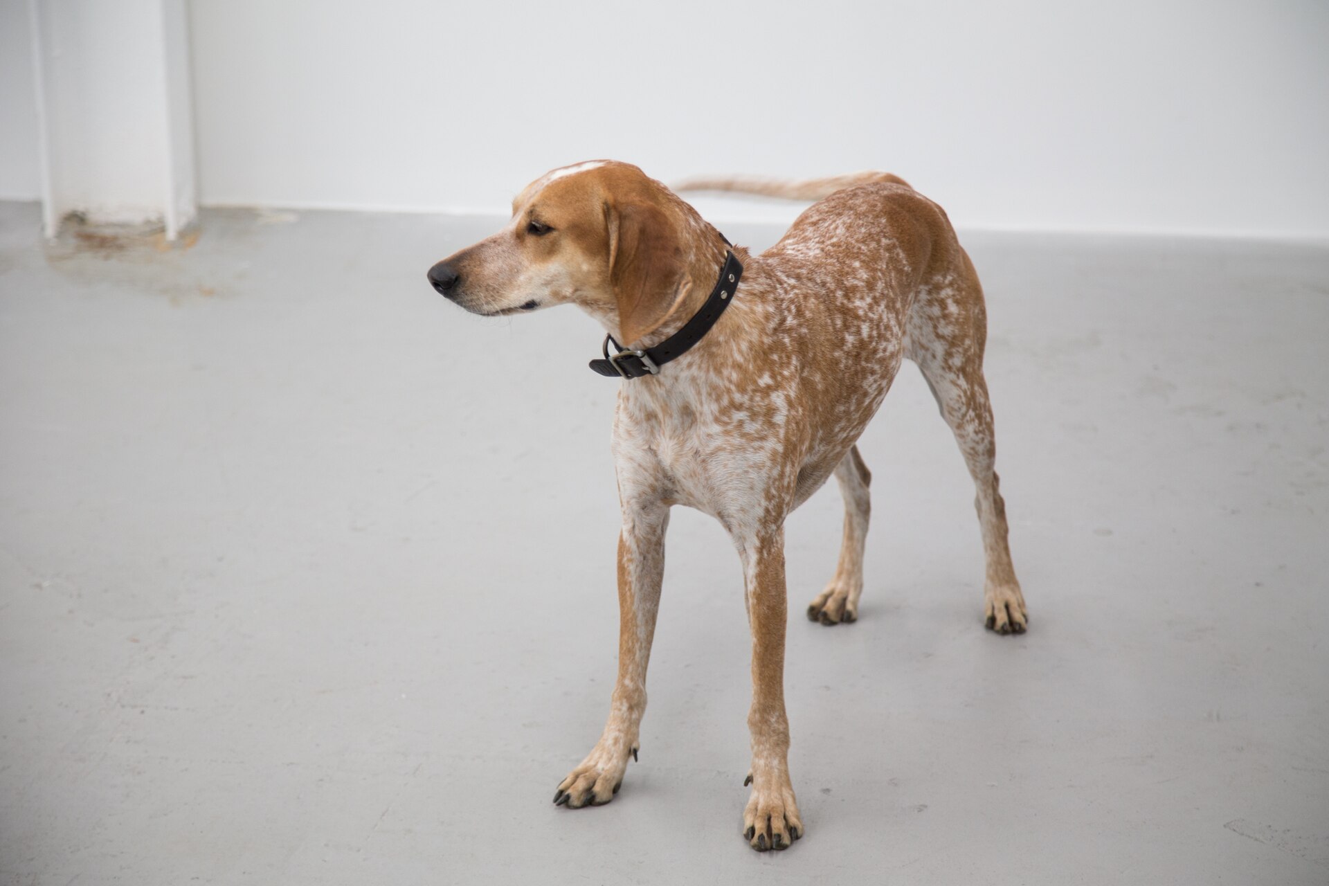 American English Coonhound