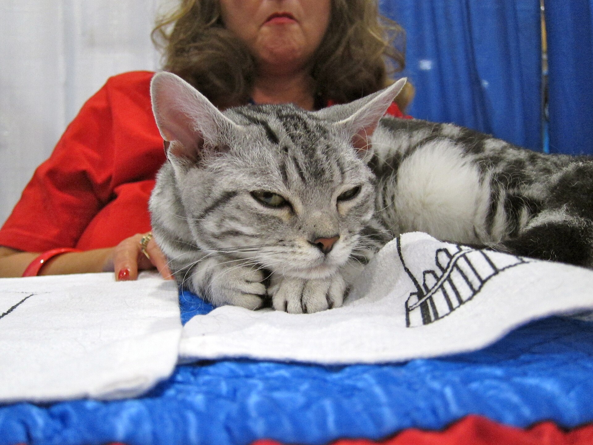 American Wirehair