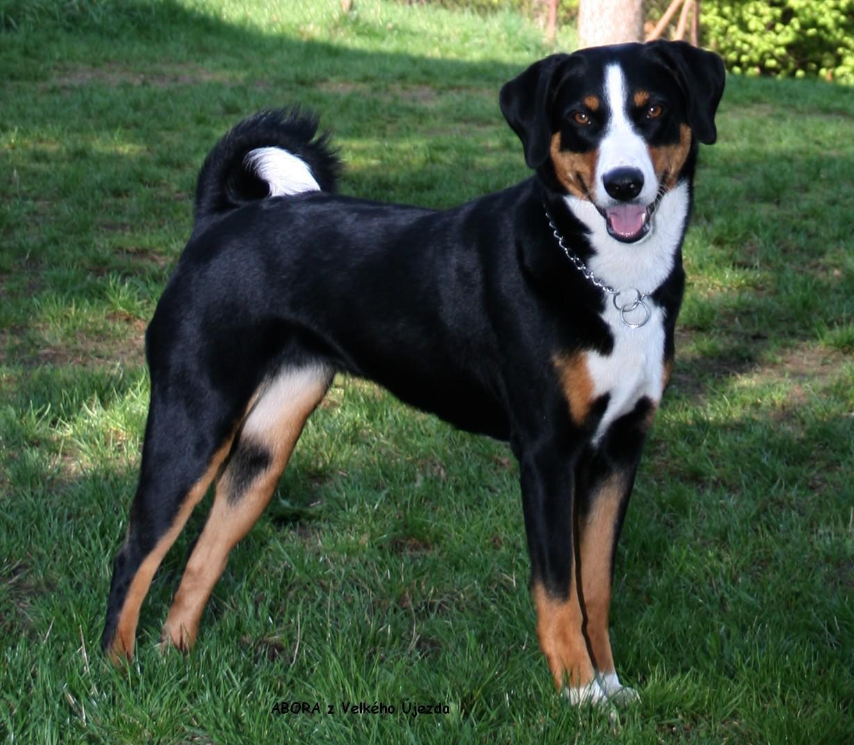 Appenzeller Sennenhund