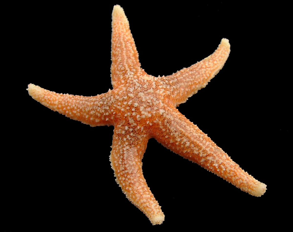 Asterias rubens