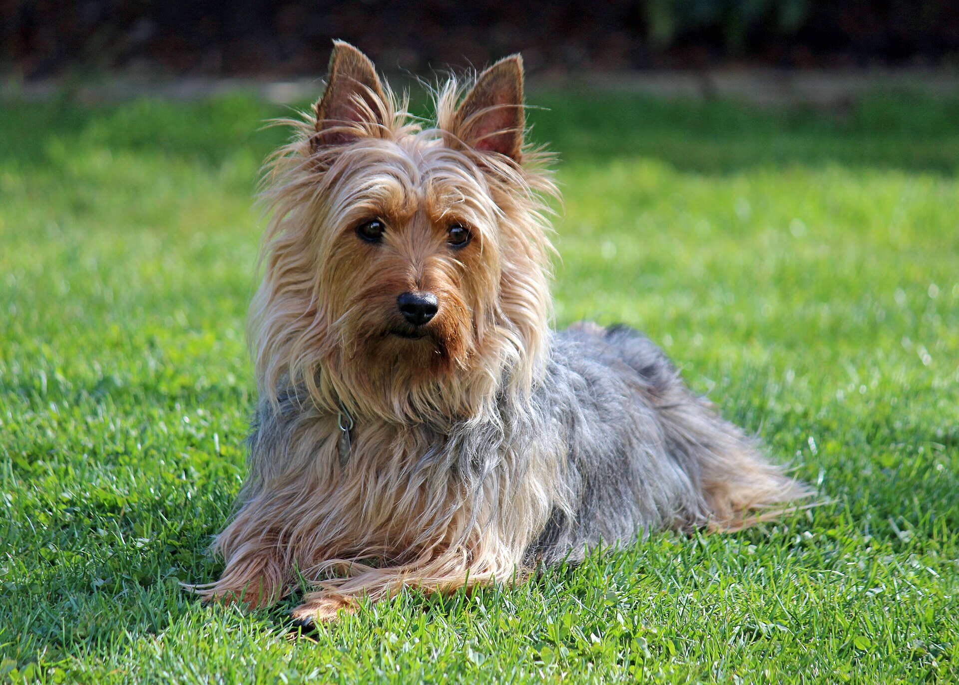 Australian Silky Terrier