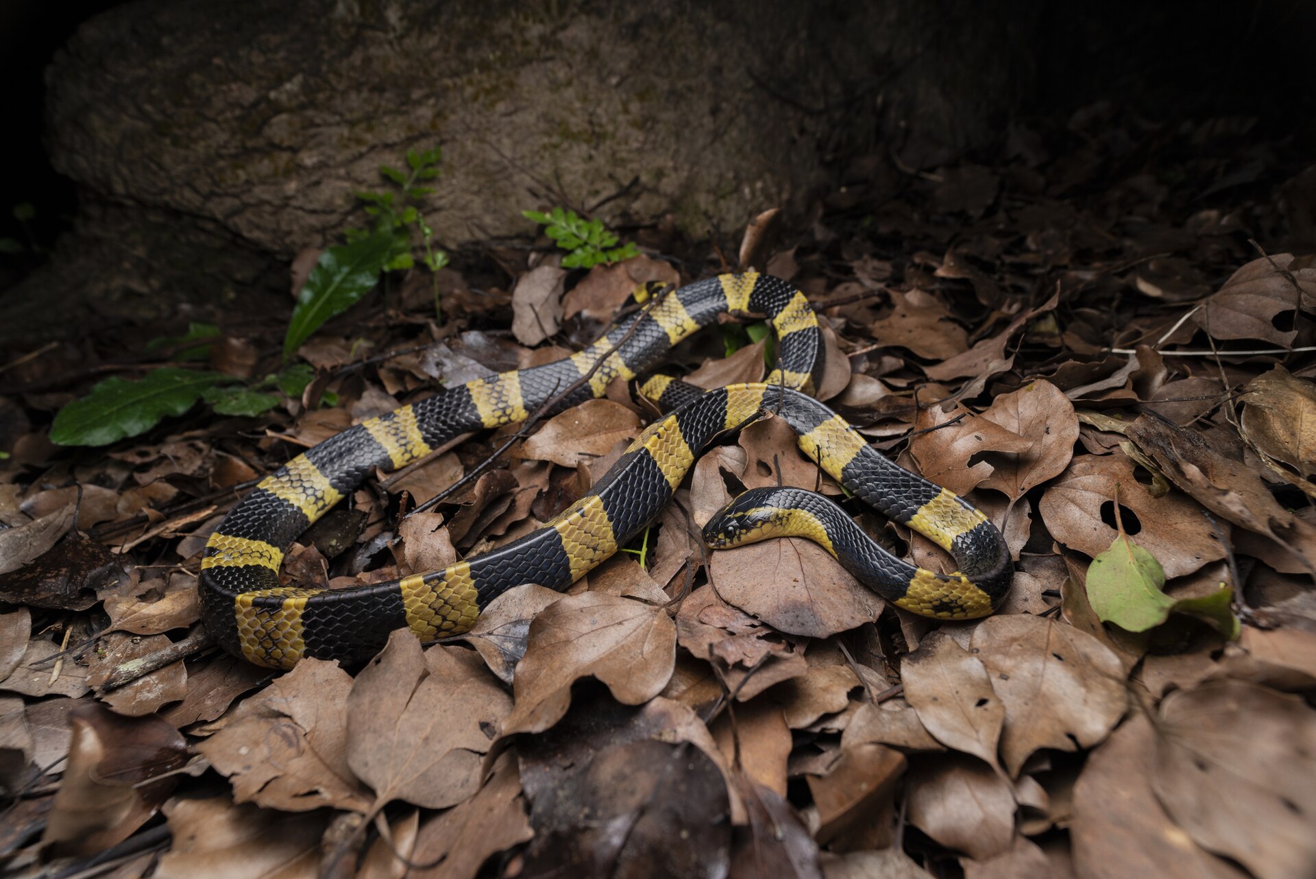 Banded krait