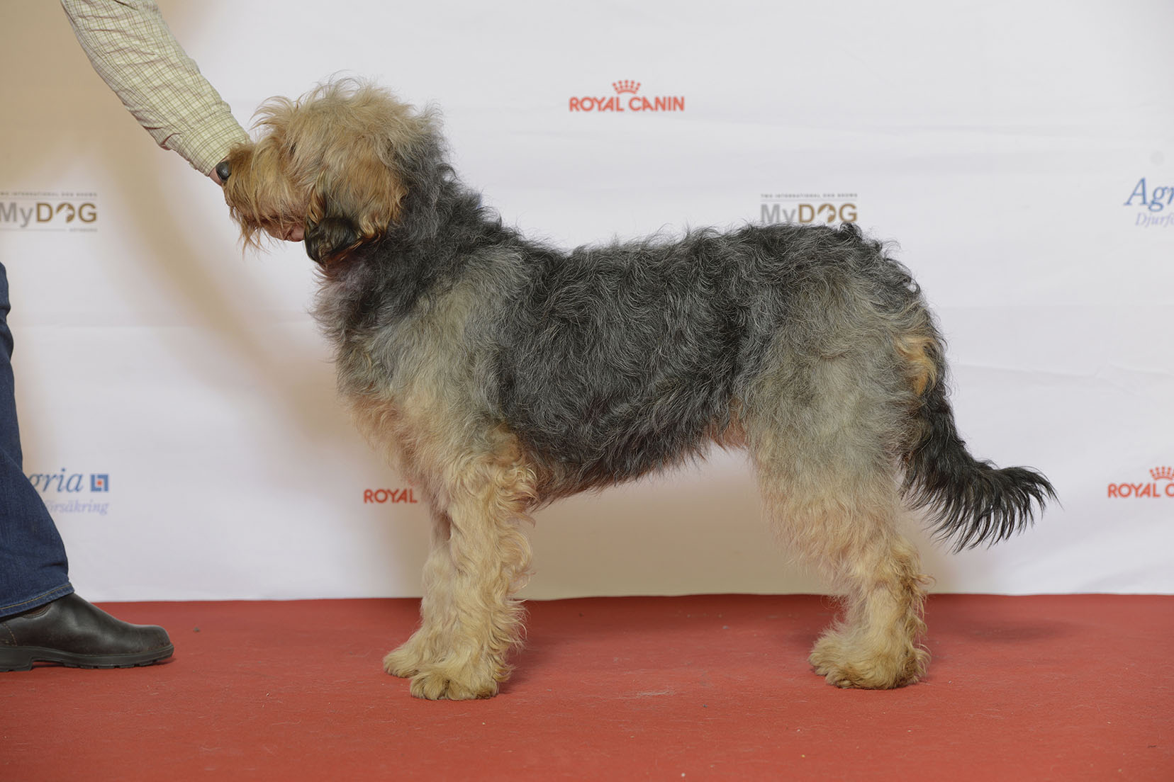 Barak hound