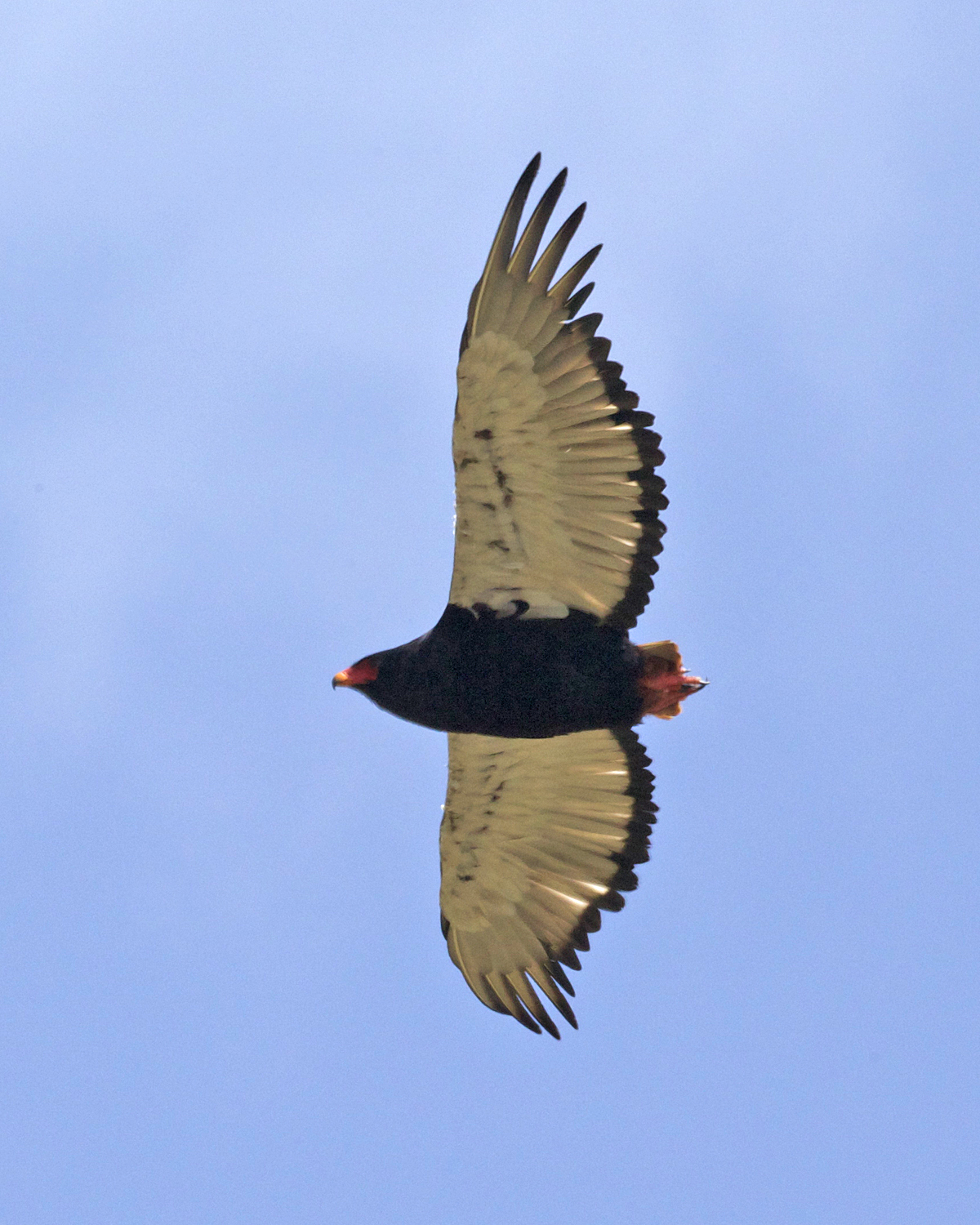 Bateleur