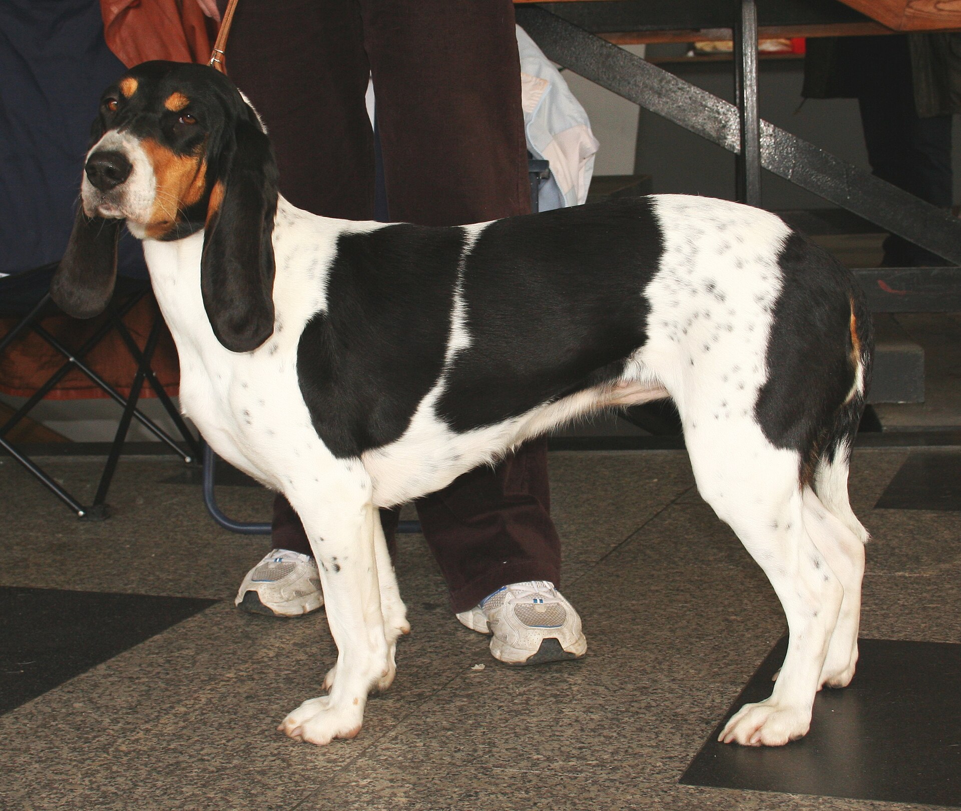 Bernese hound