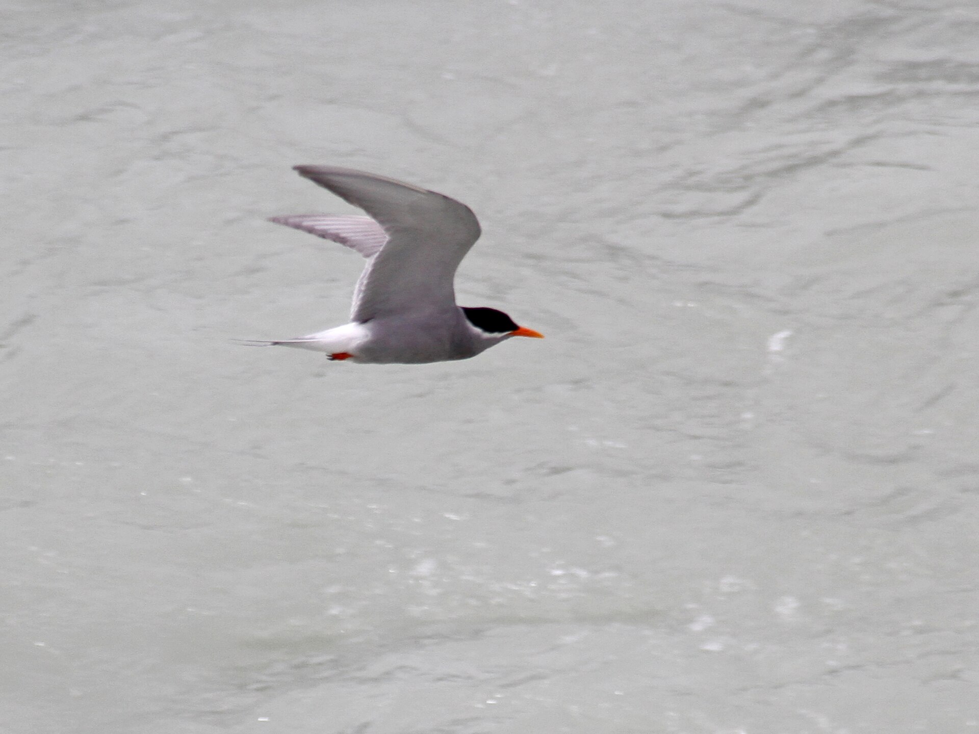 Black-fronted Tern