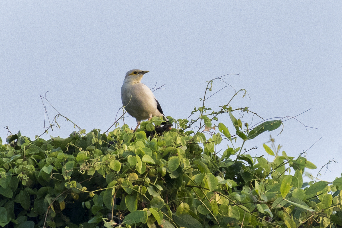 Black-winged Starling