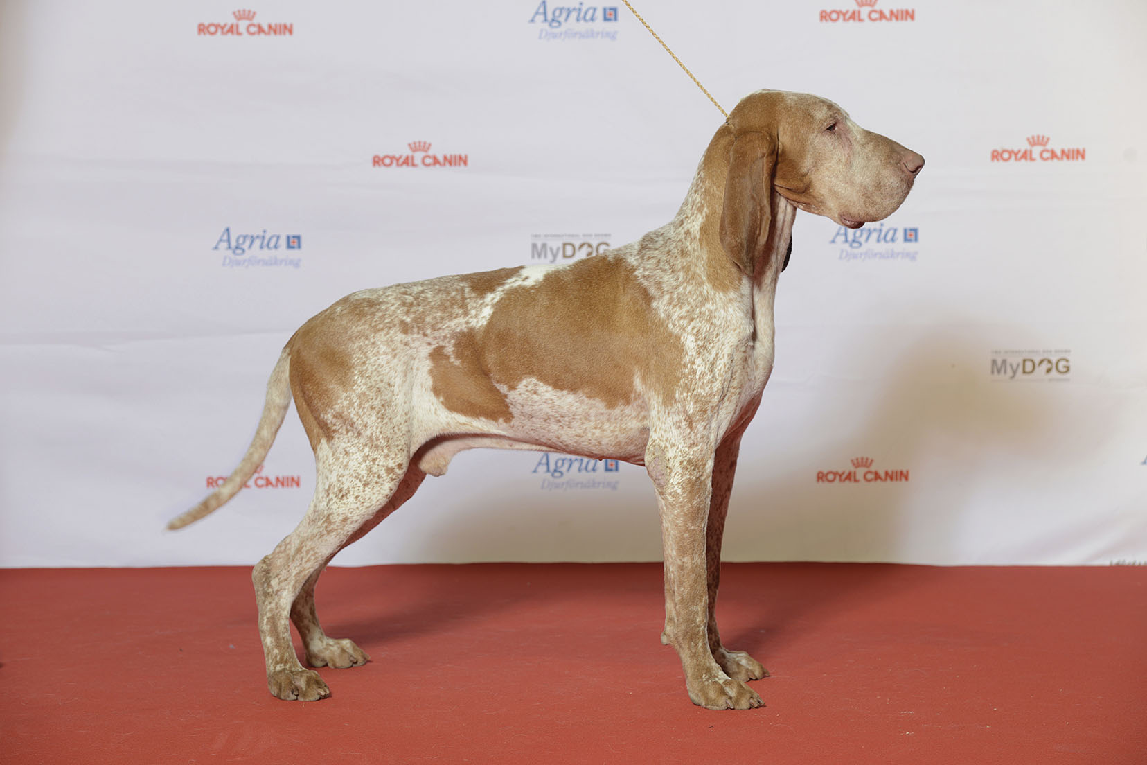 Bracco Italiano