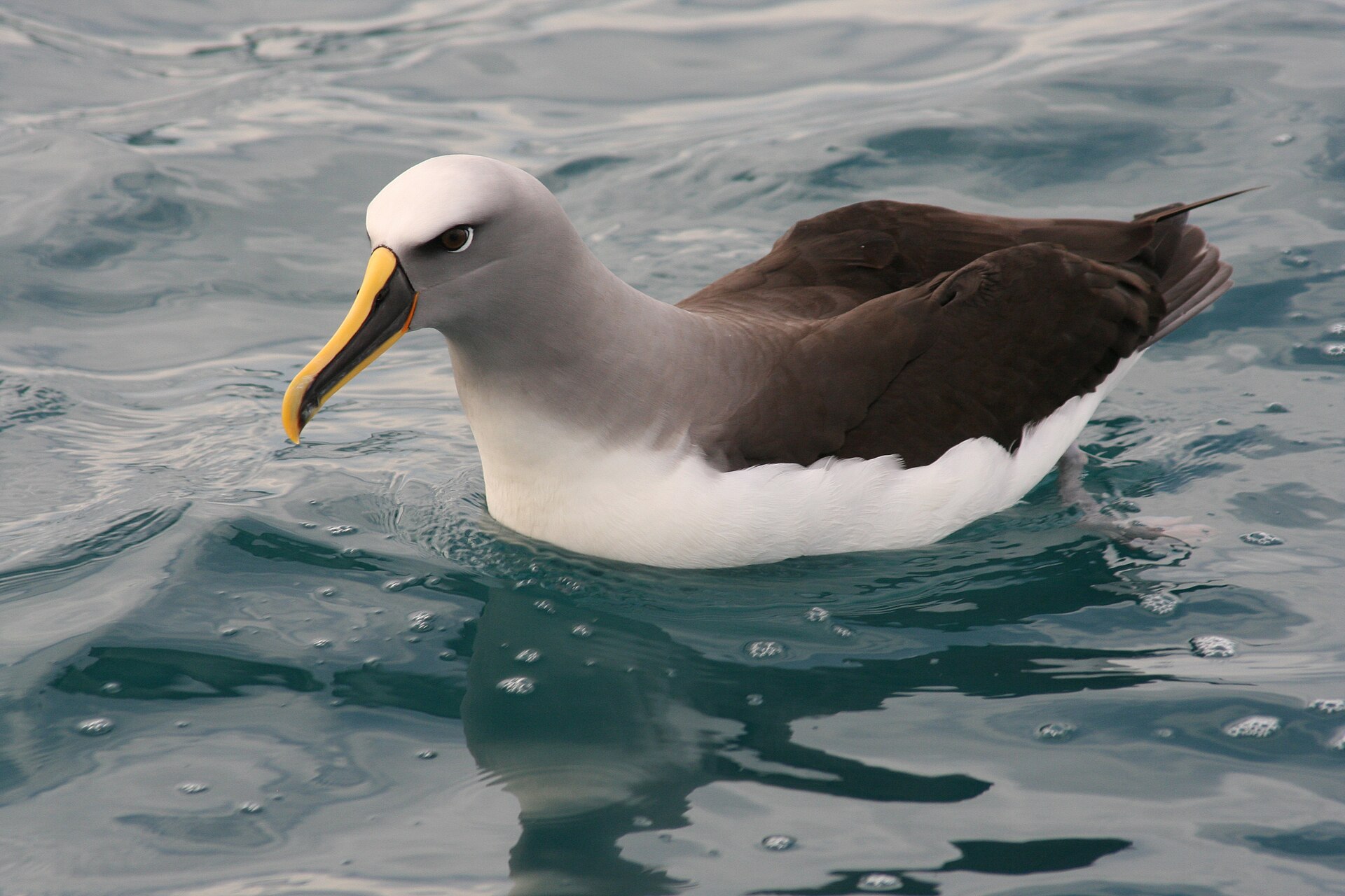 Buller's Albatross