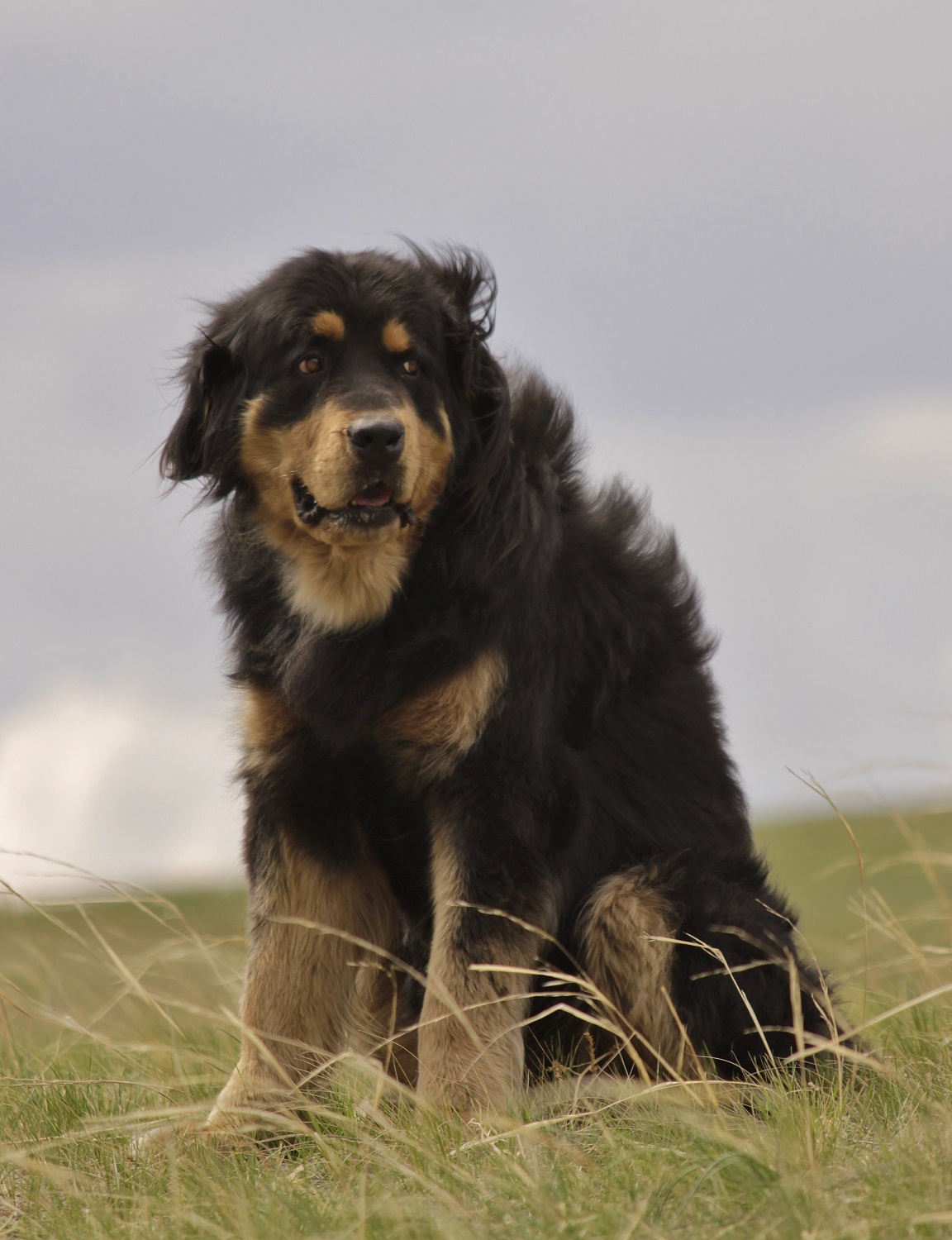 Buryat-Mongolian Wolfhound