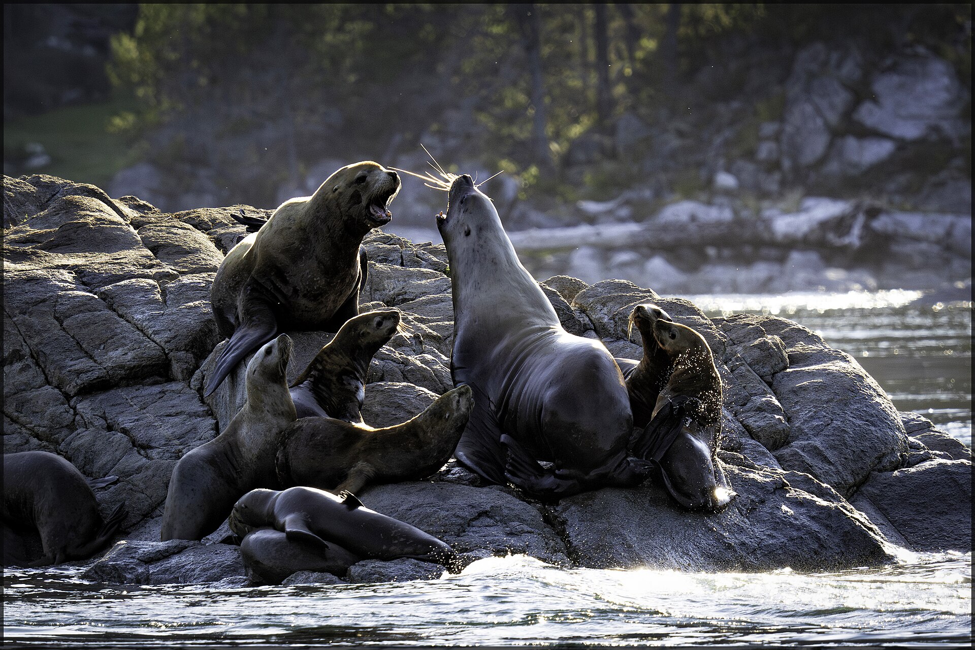 California sea lion
