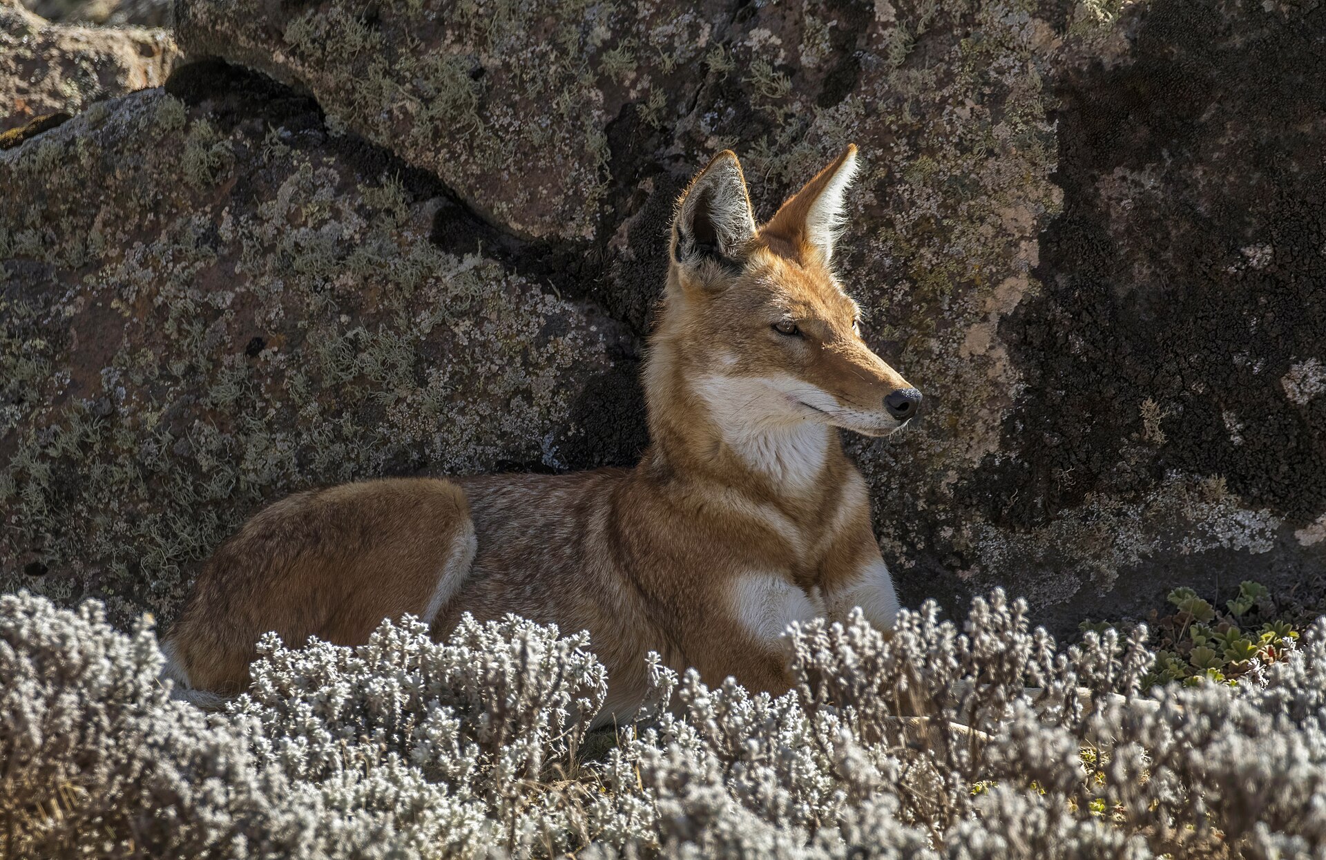 Canis simensis