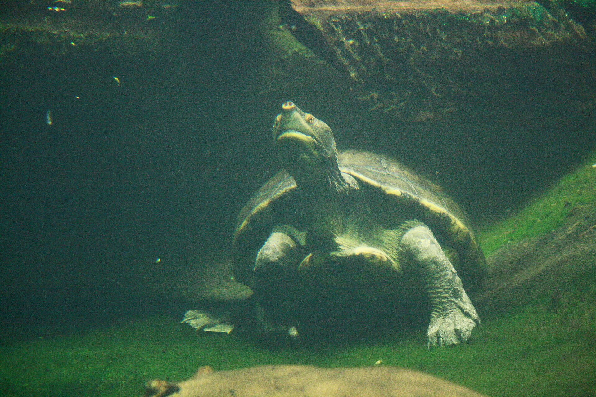 Central American river turtle