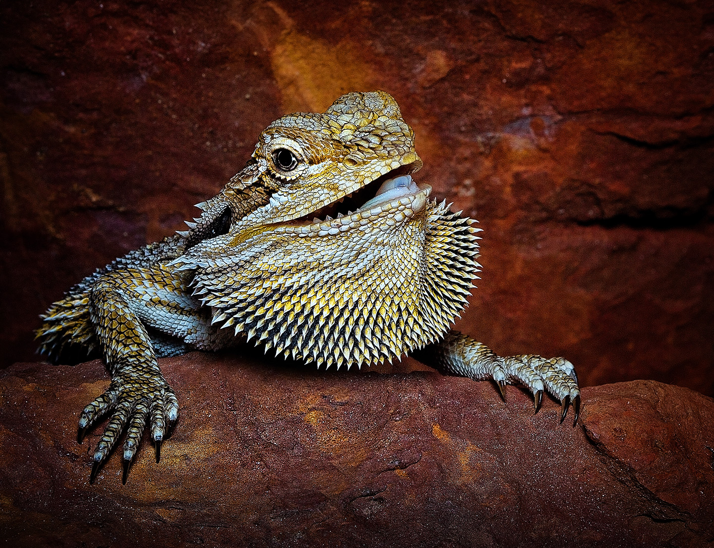 Central bearded dragon