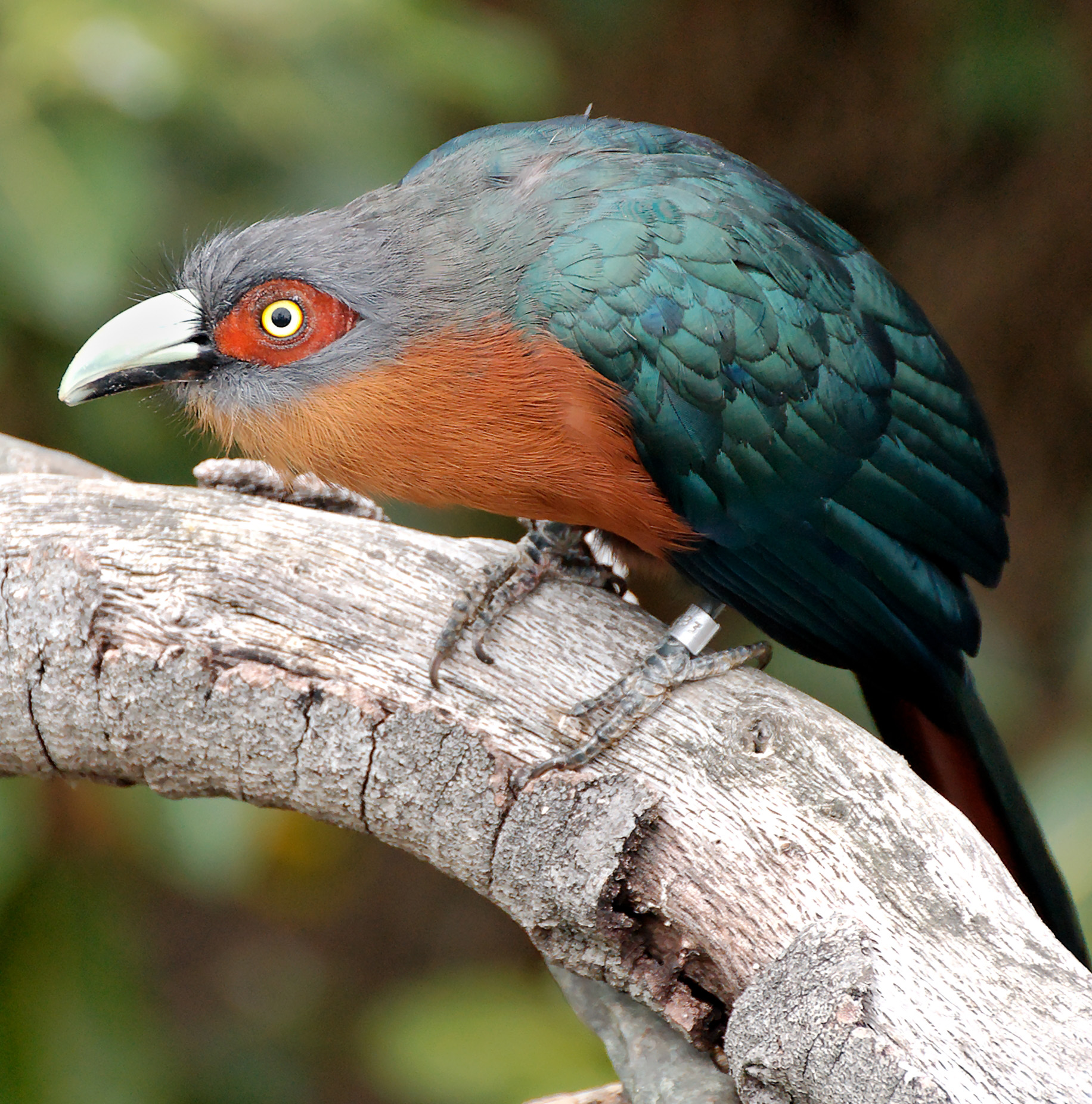 Chestnut-breasted malcoha