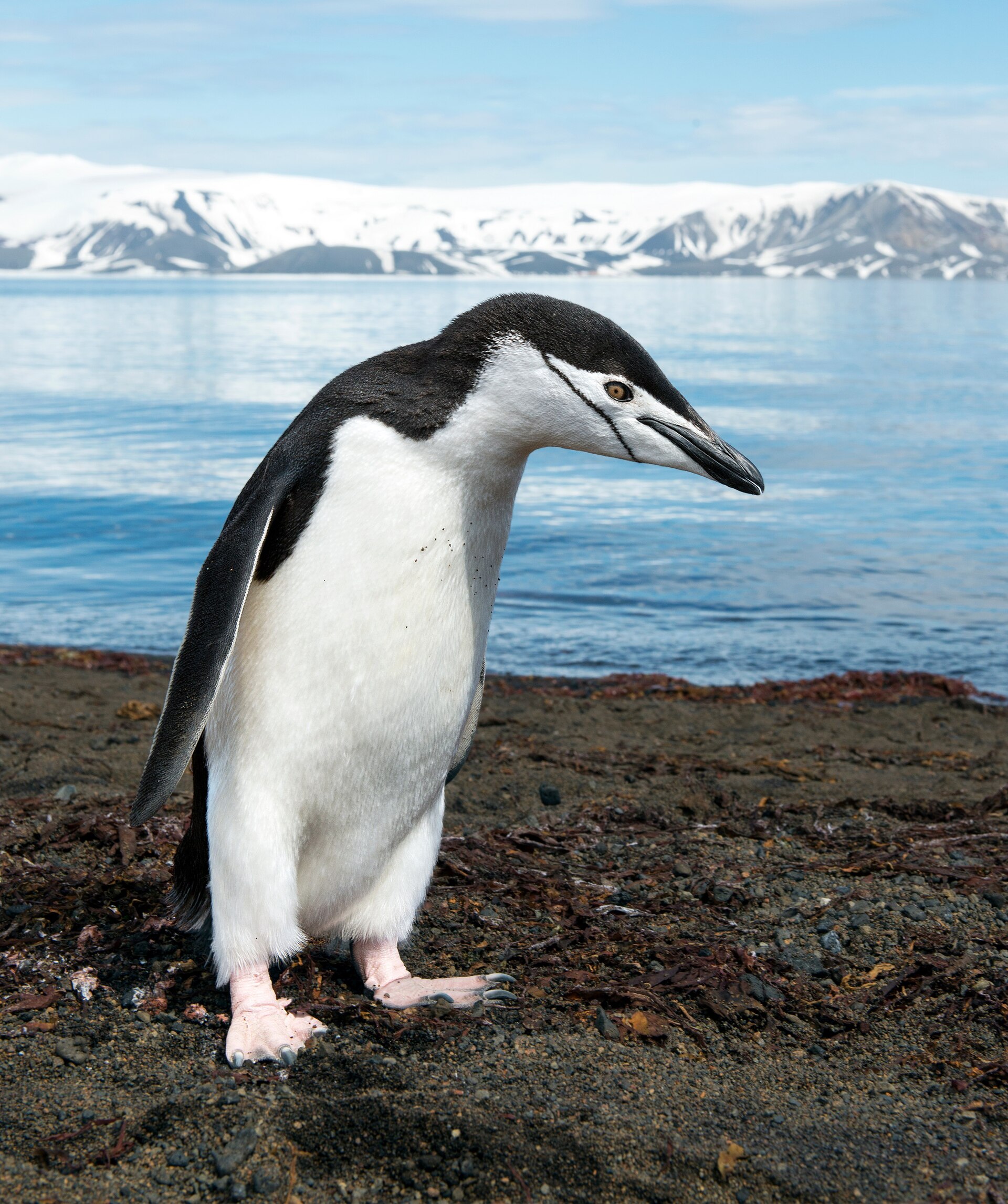 Chinstrap Penguin