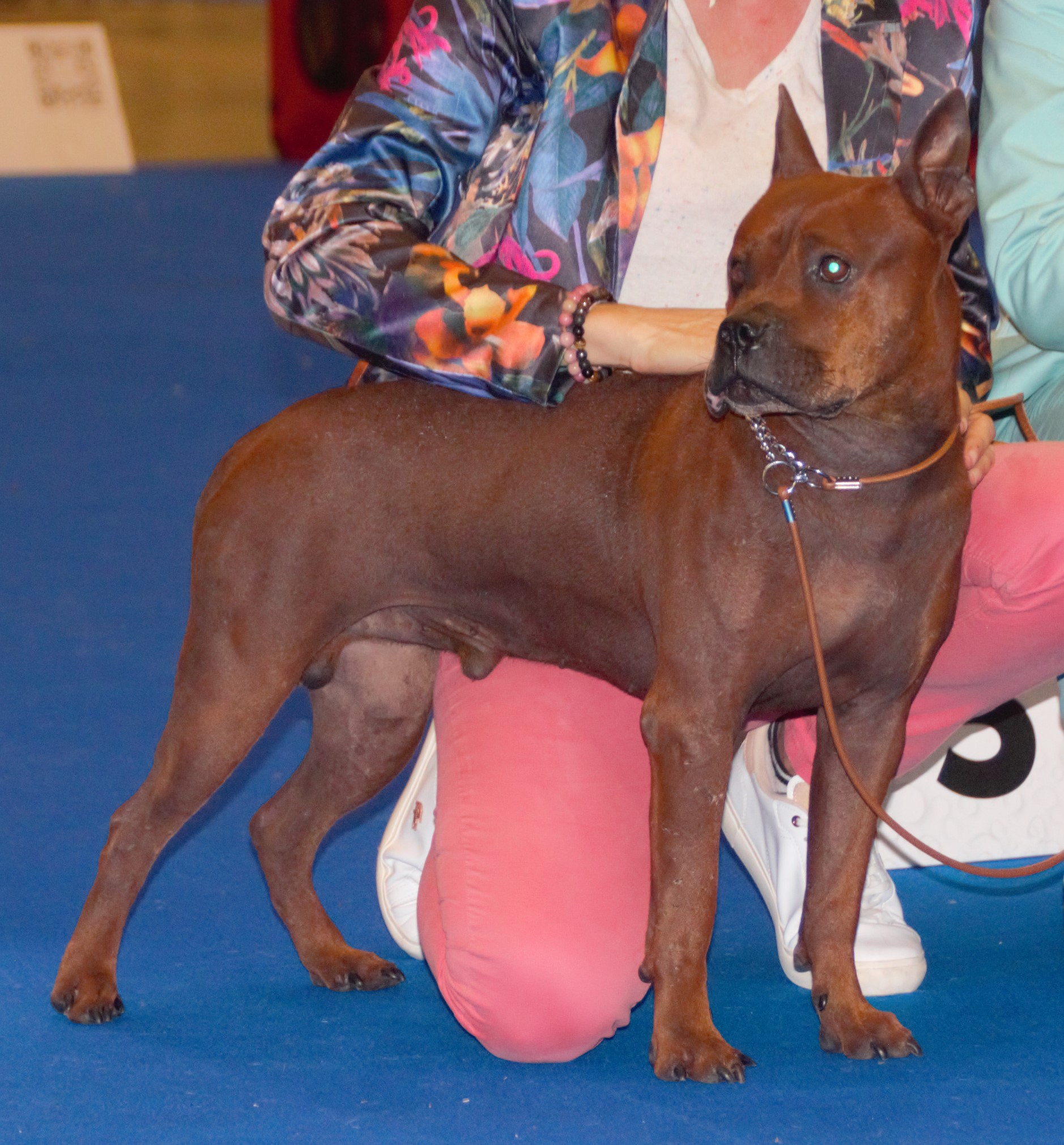 Chuandong Hound