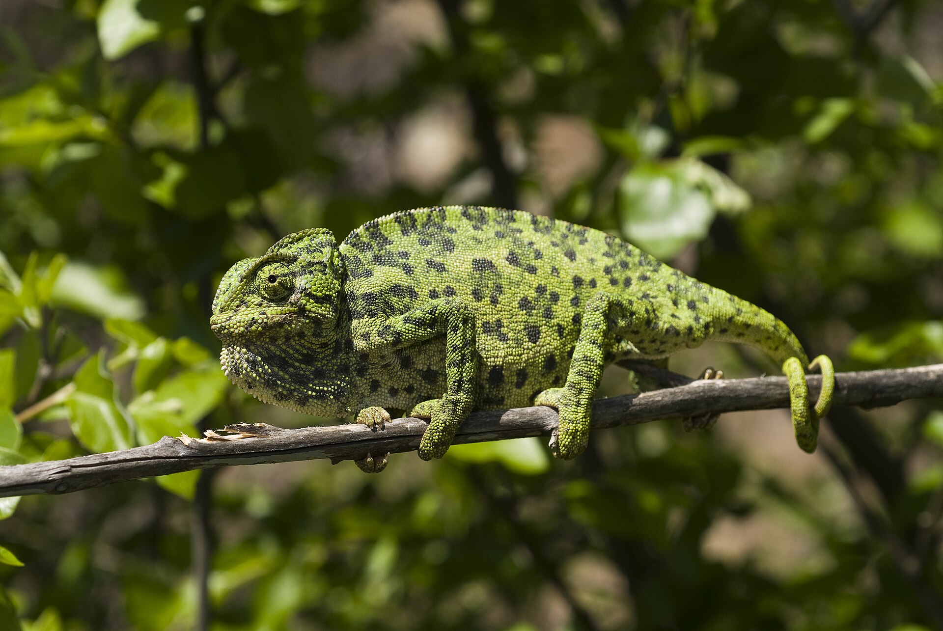 common chameleon