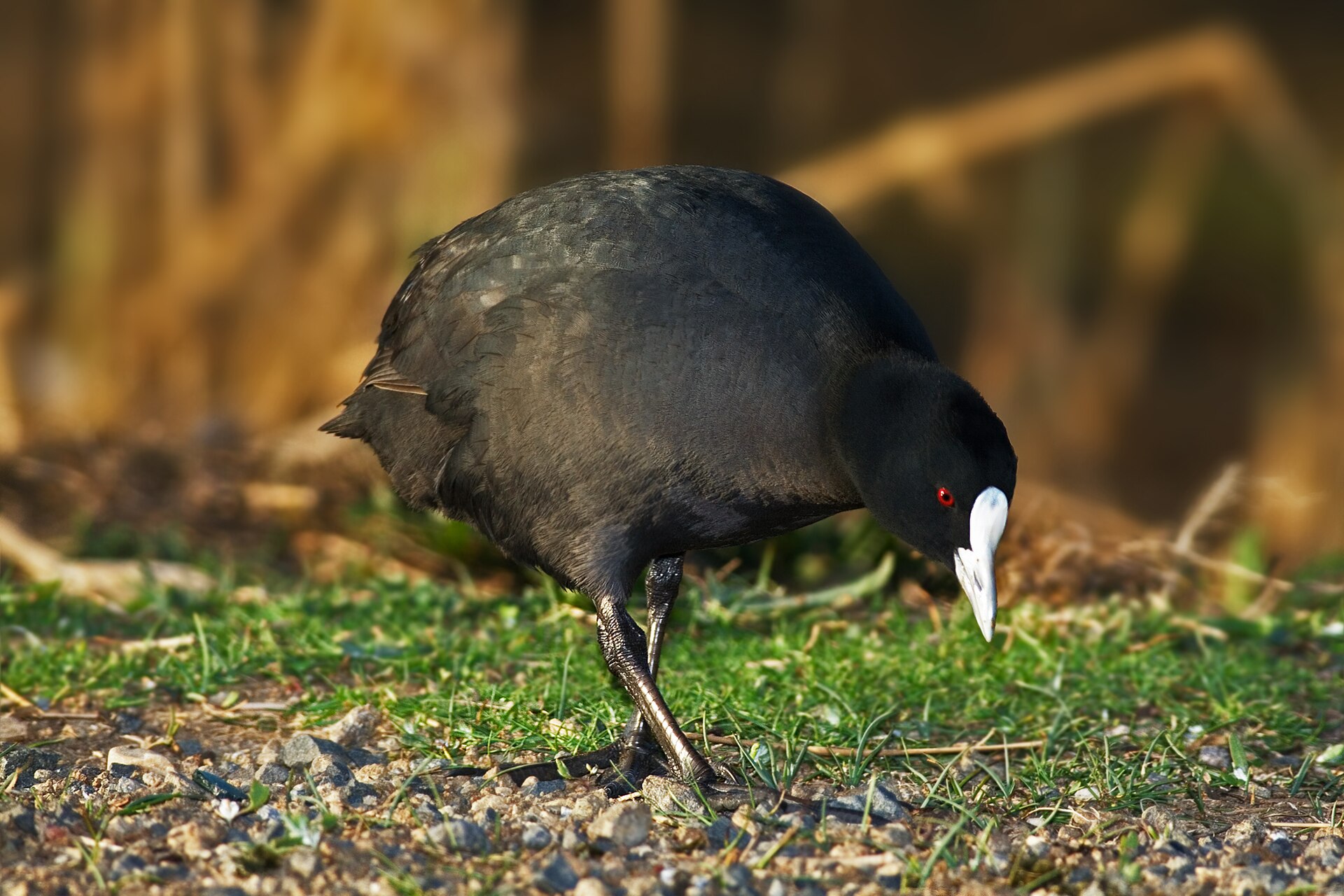 Common Coot
