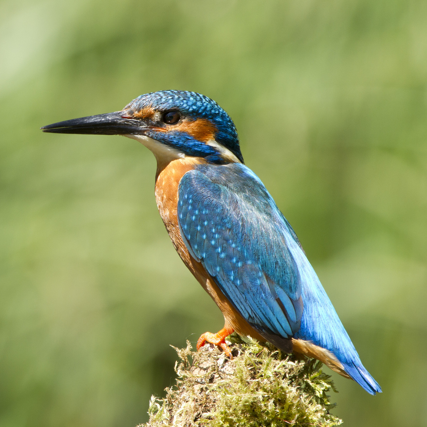 A common kingfisher perched on a branch in England