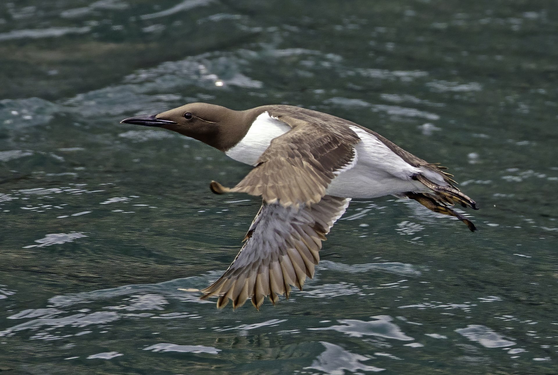 Common Murre