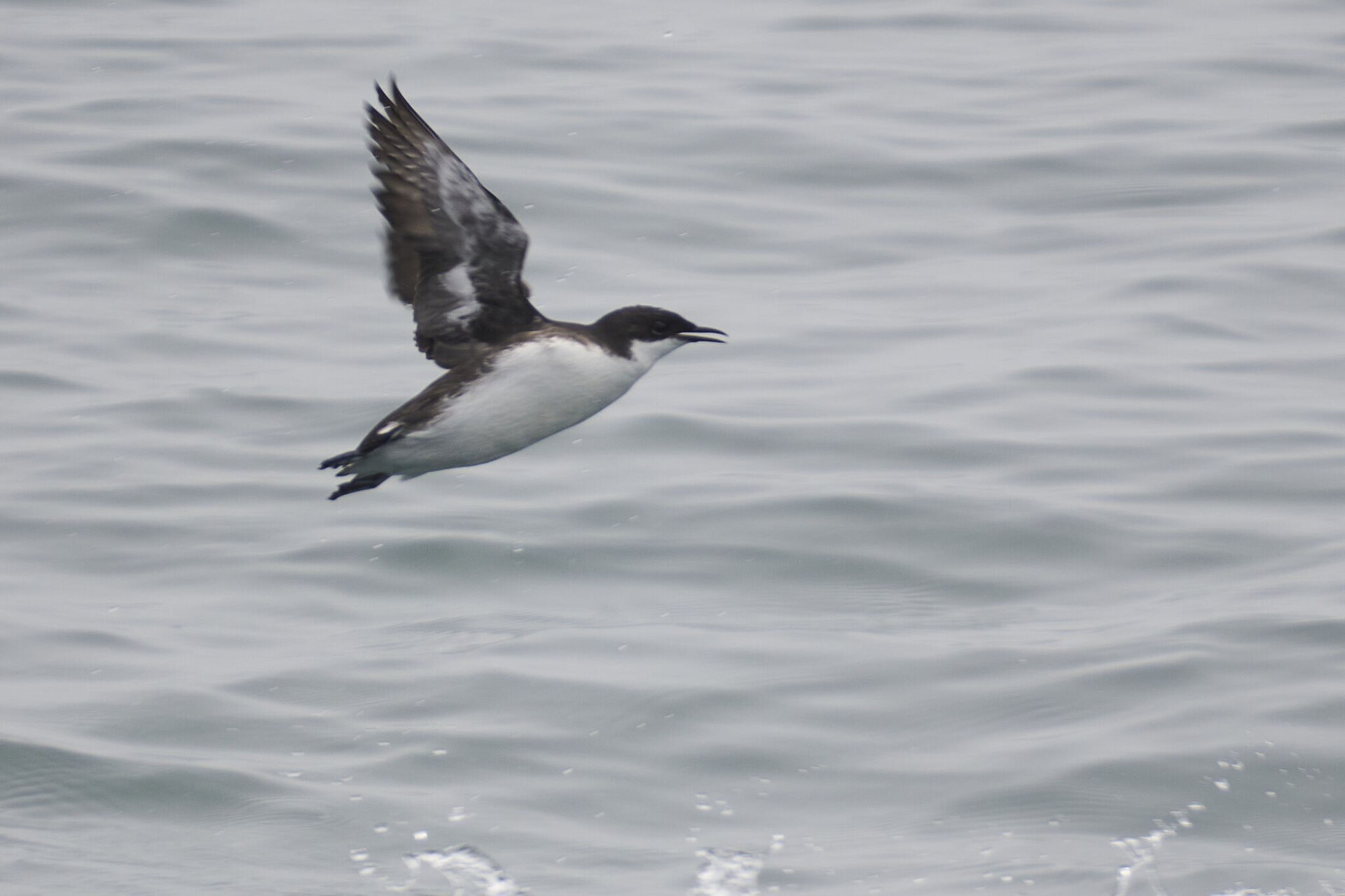 Craveri's Murrelet