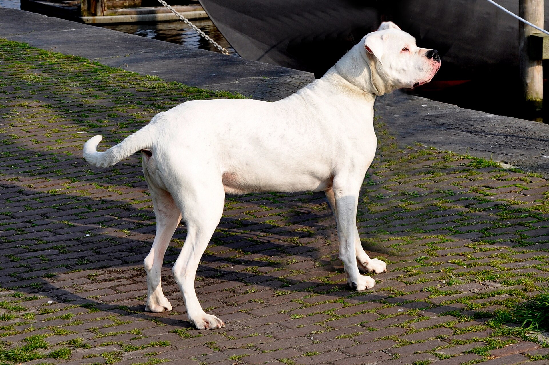 Dogo Argentino