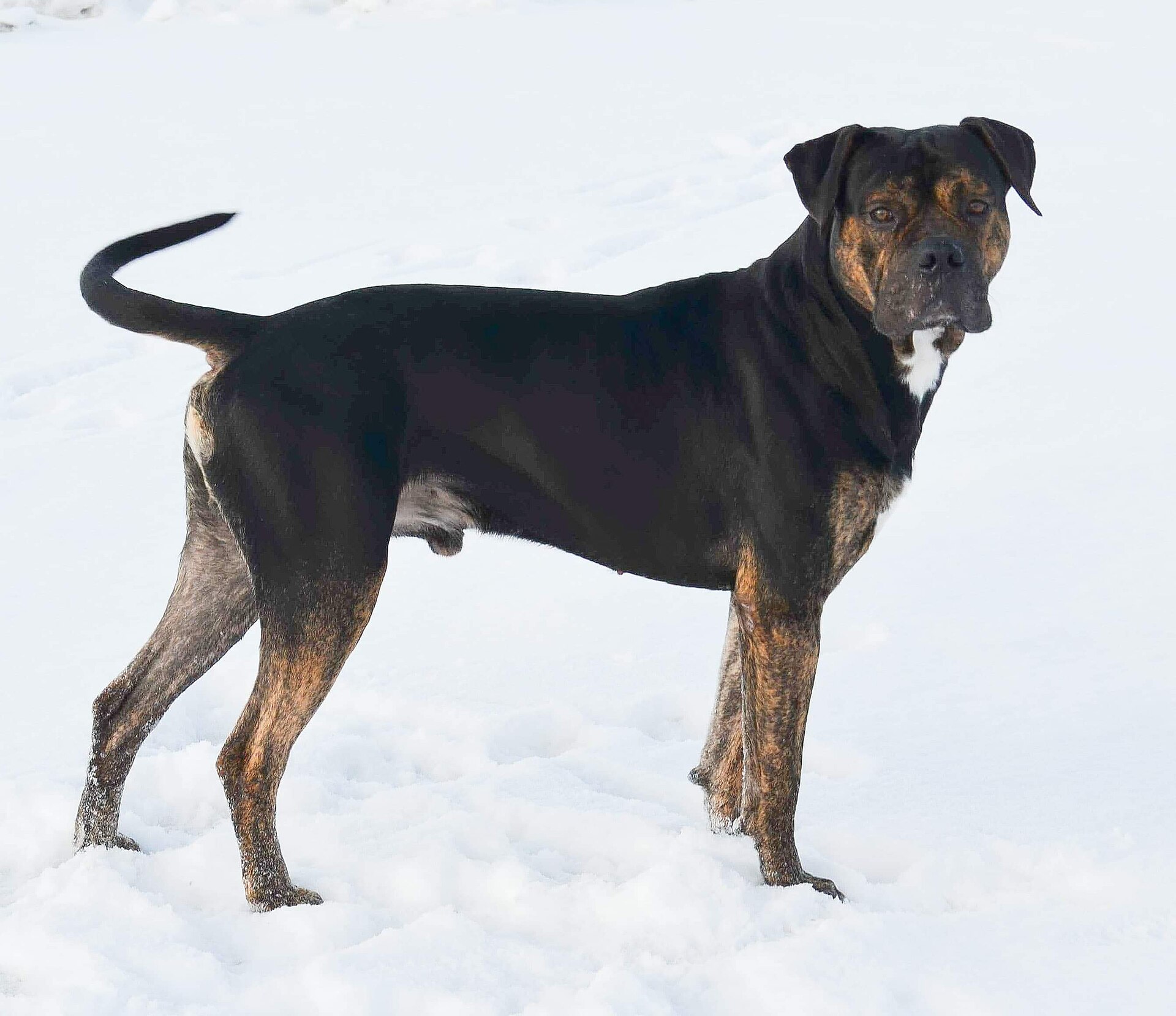 Dogo español