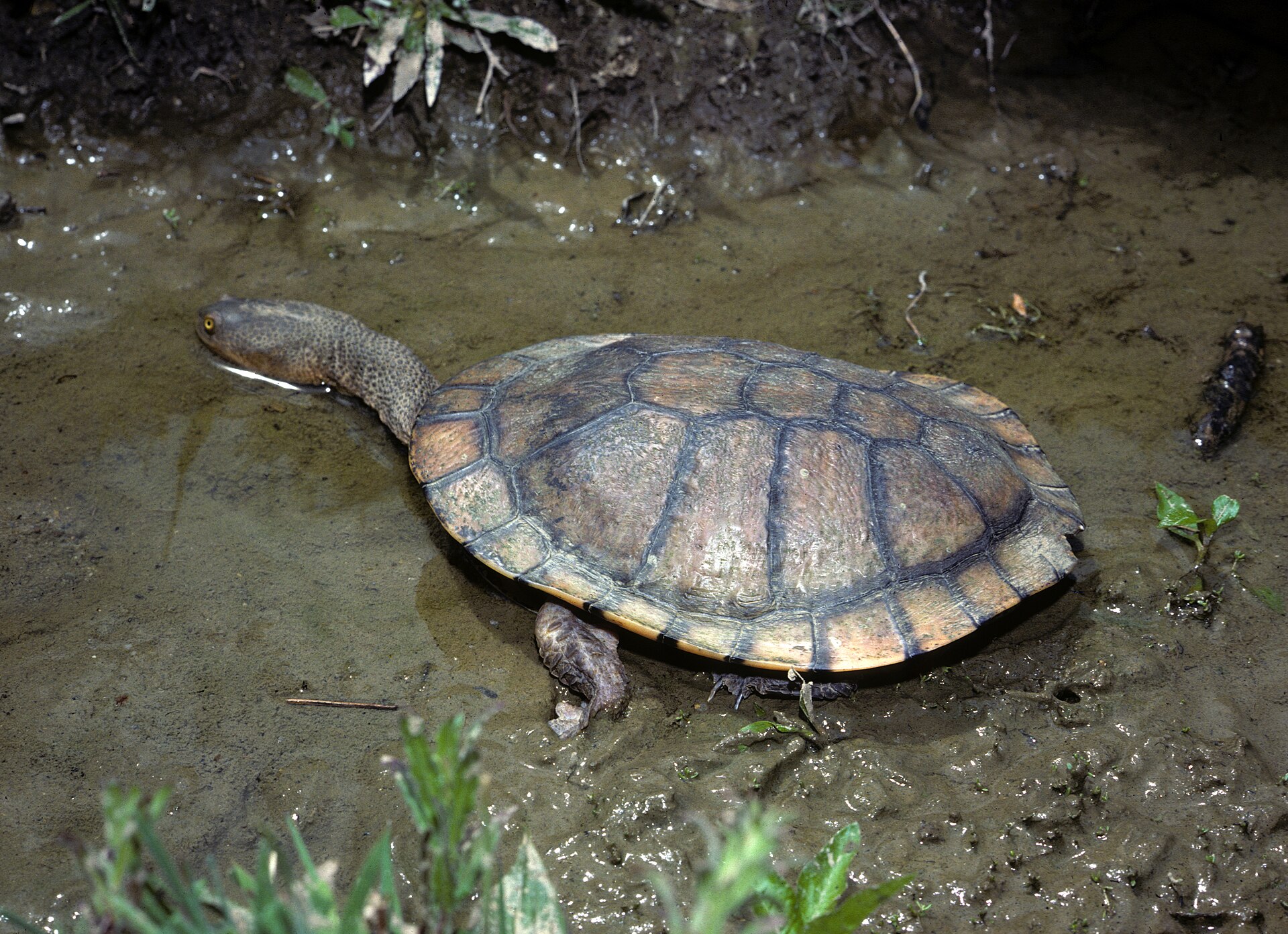 Eastern long-necked turtle