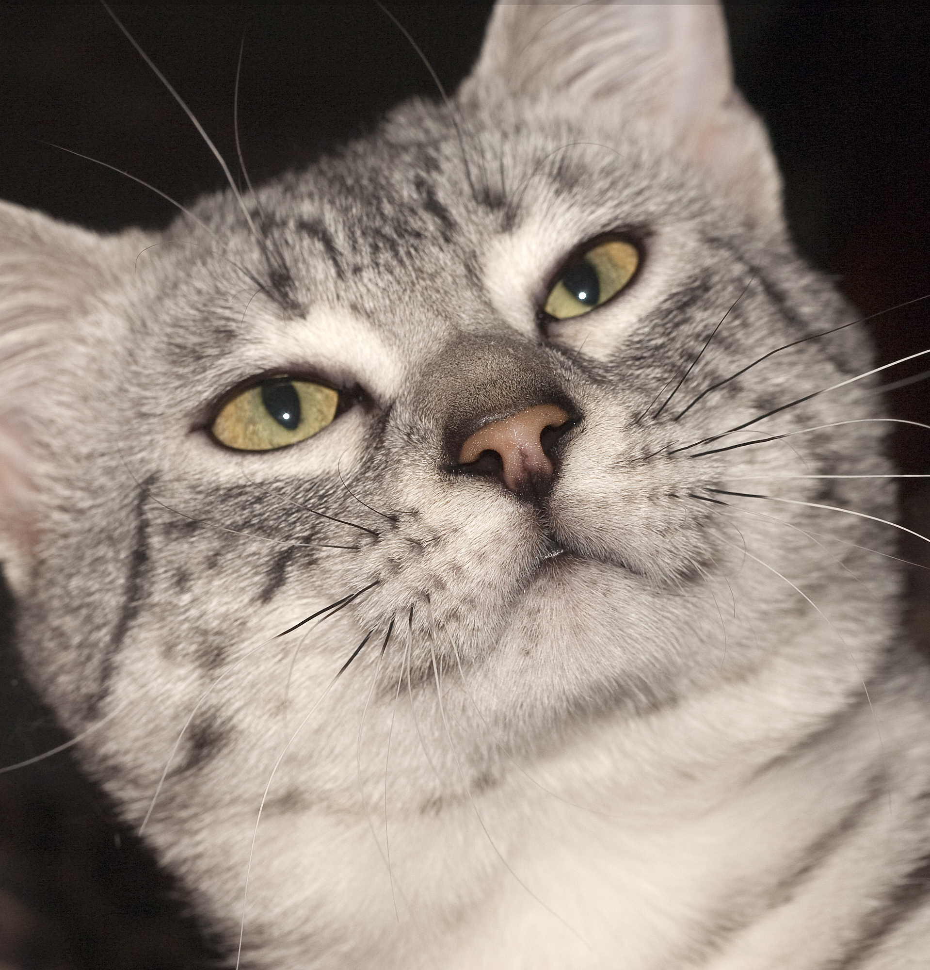 Egyptian Mau