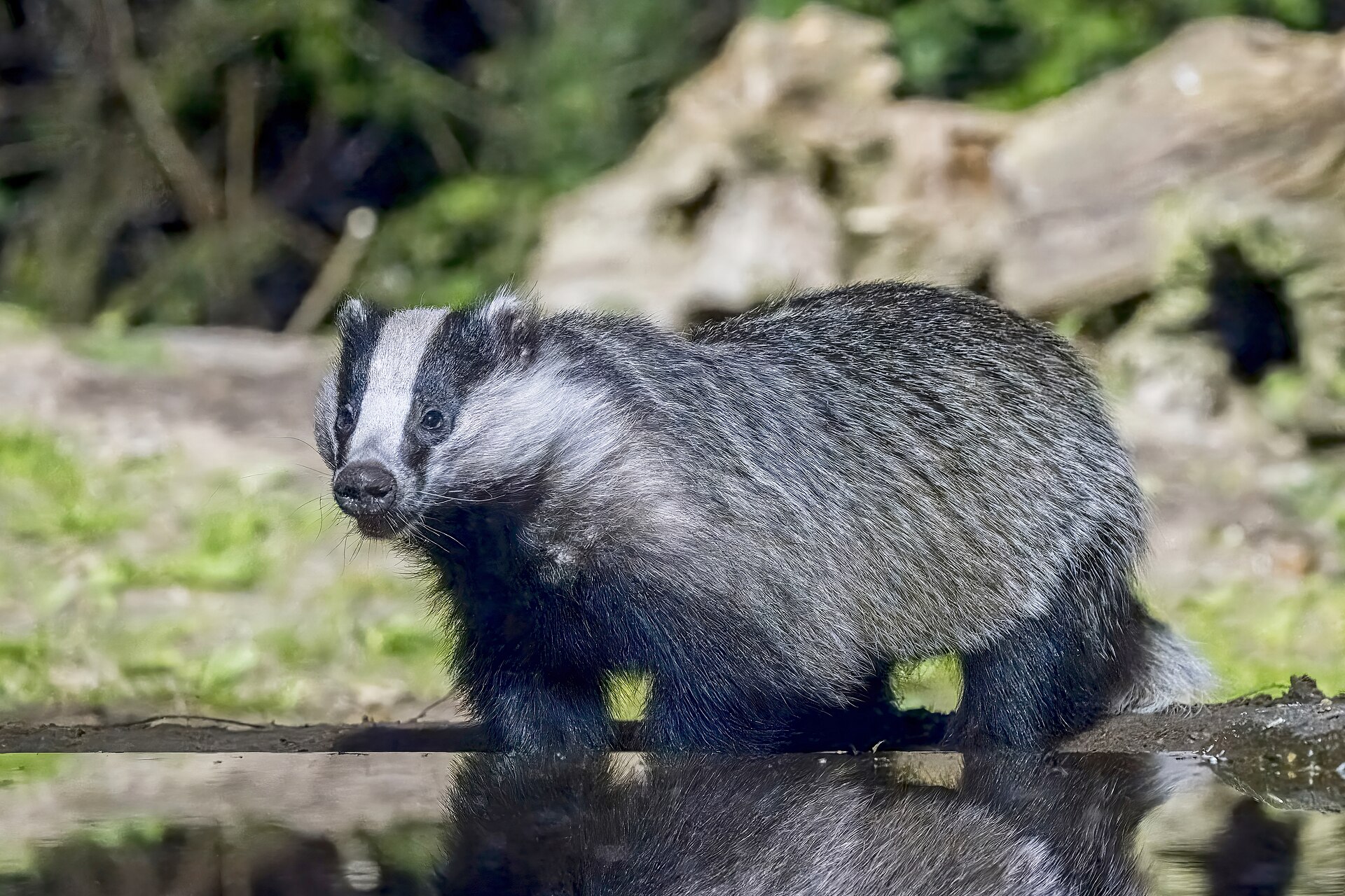 Eurasian badger