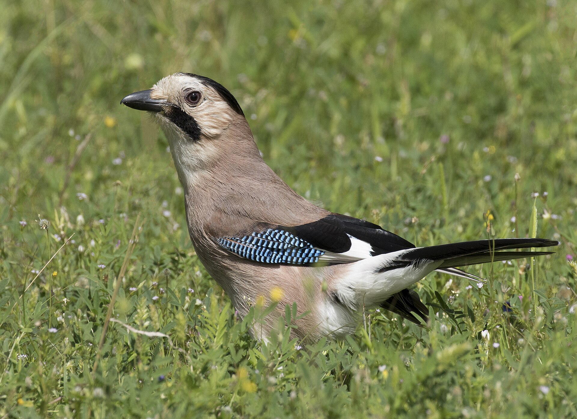 Eurasian Jay