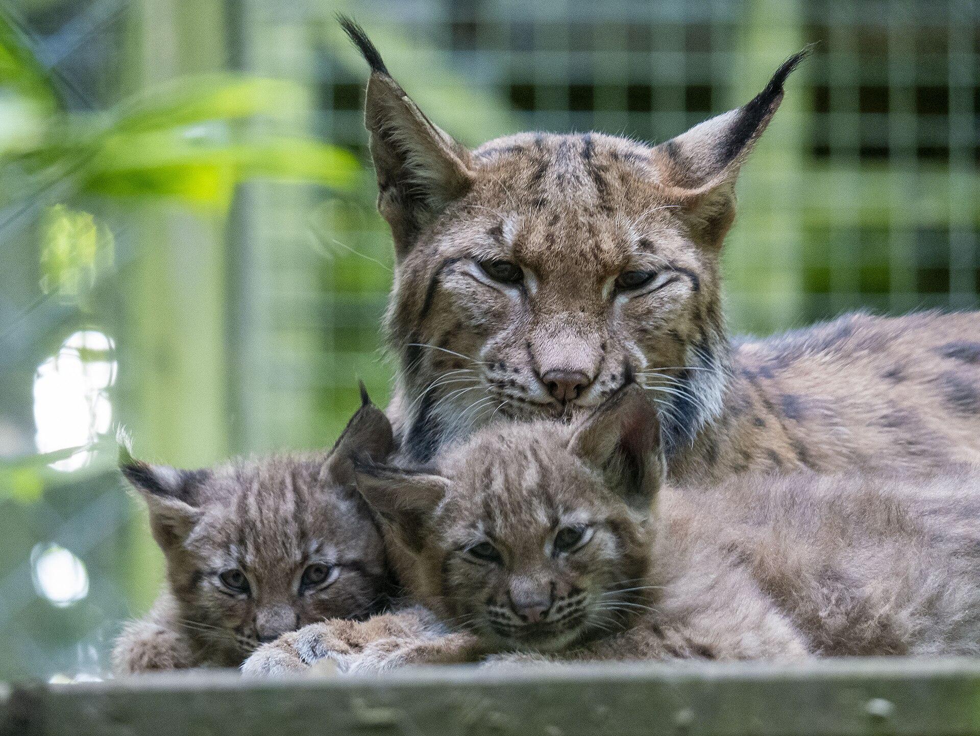 Eurasian lynx