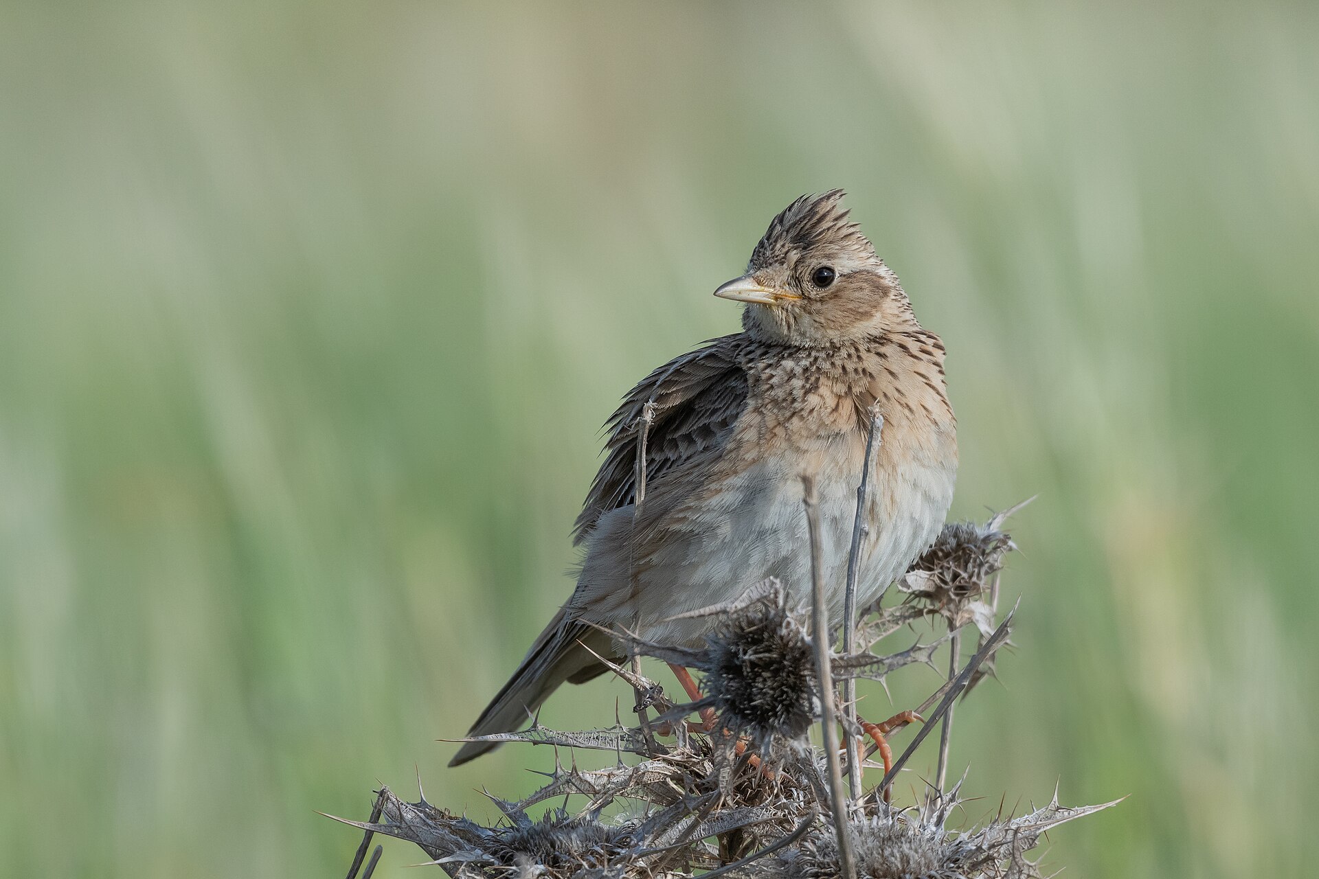 Eurasian Skylark