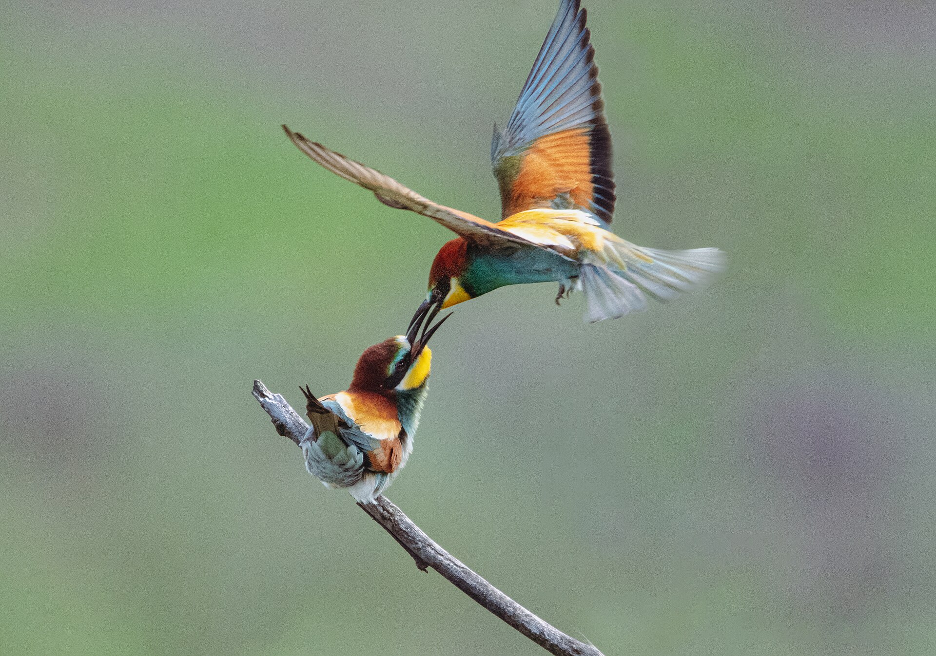 European Bee-eater