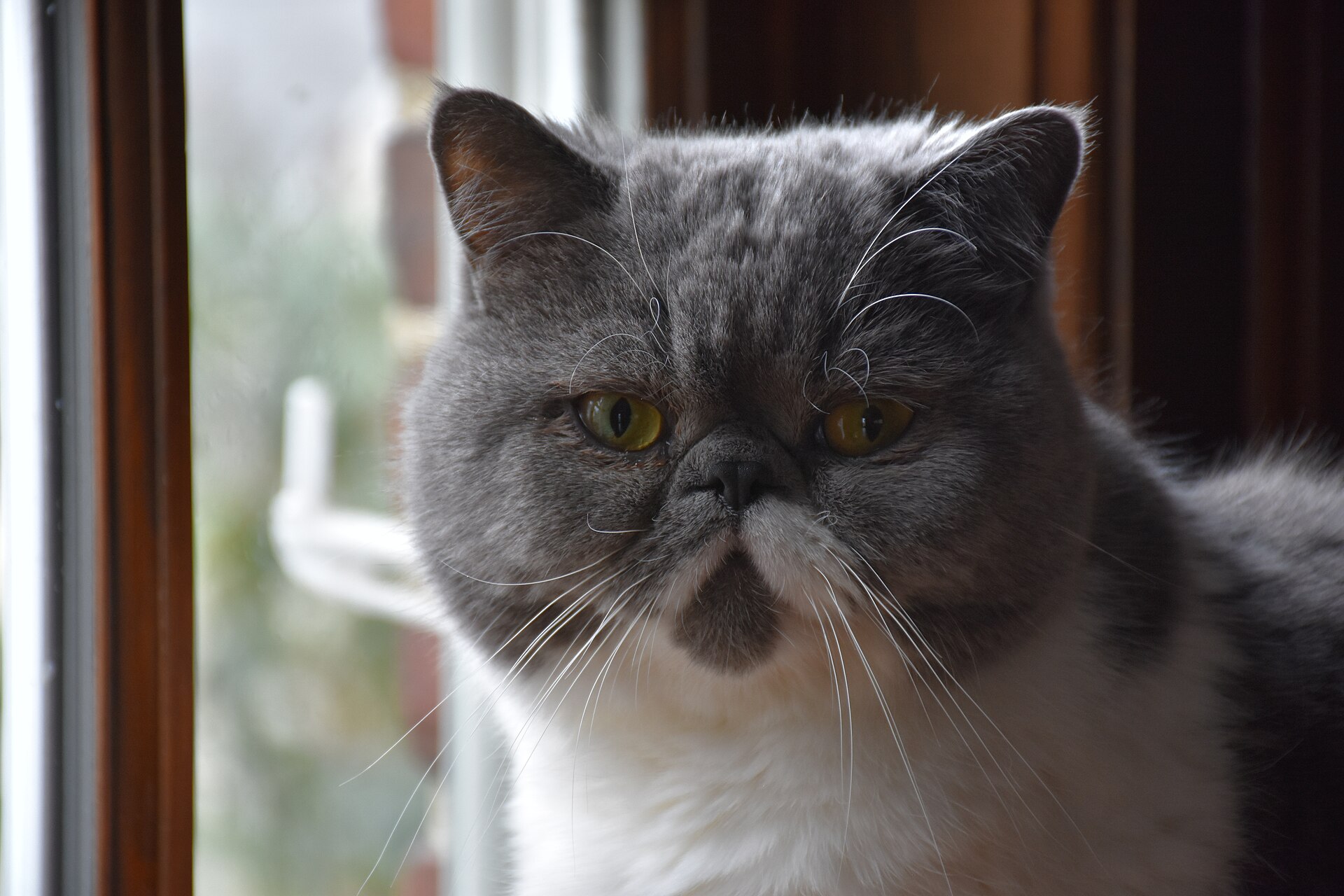 Exotic Shorthair