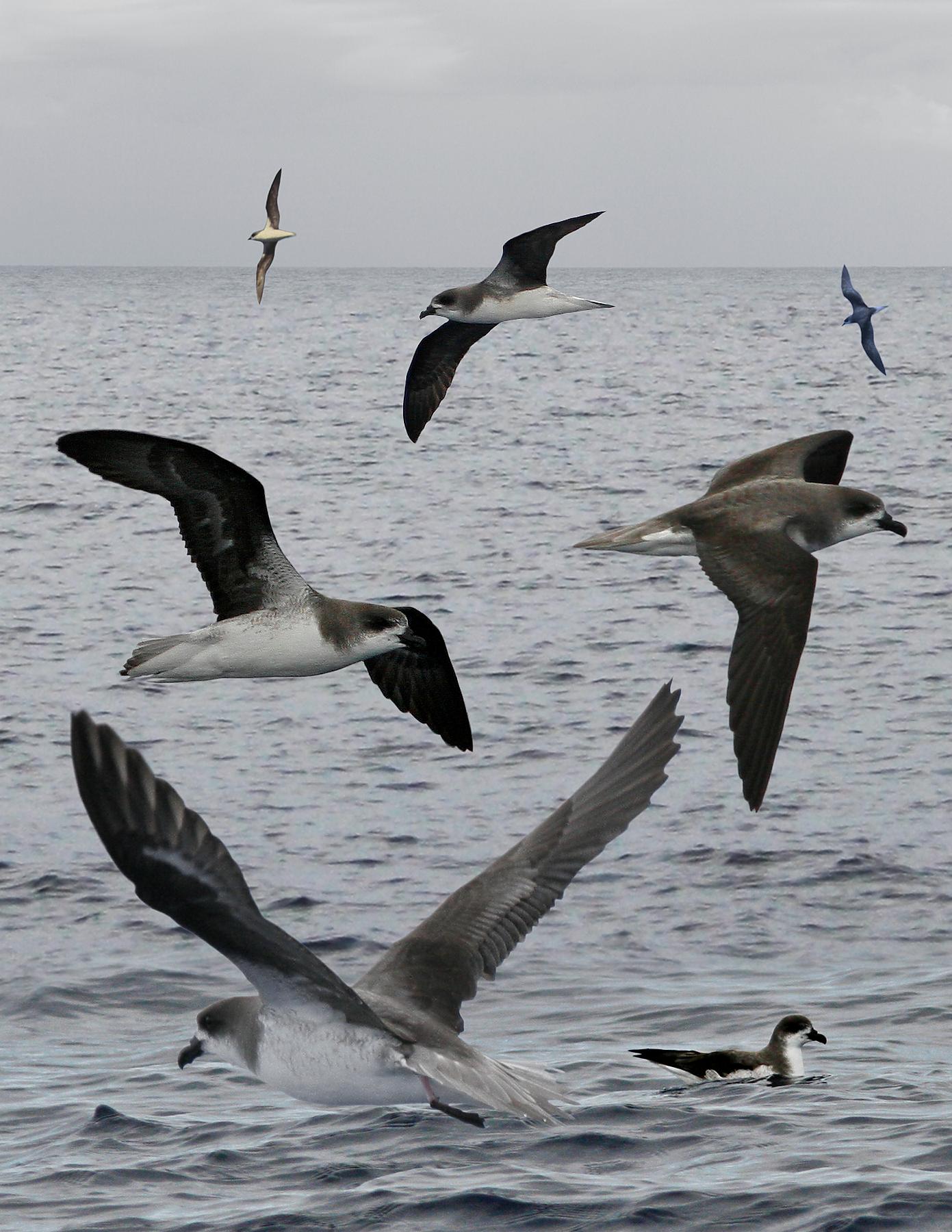 Fea's Petrel