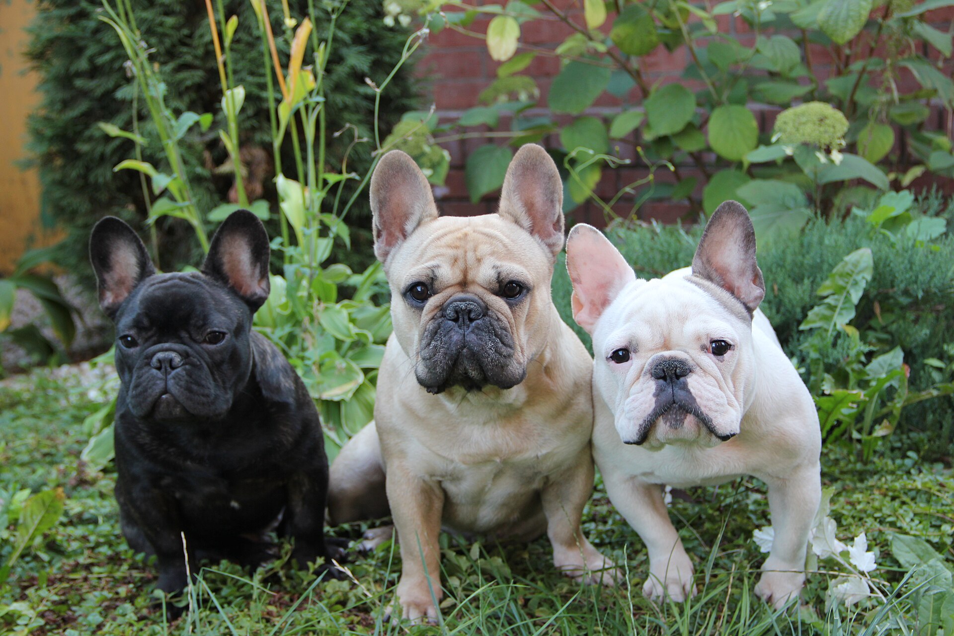 French Bulldog