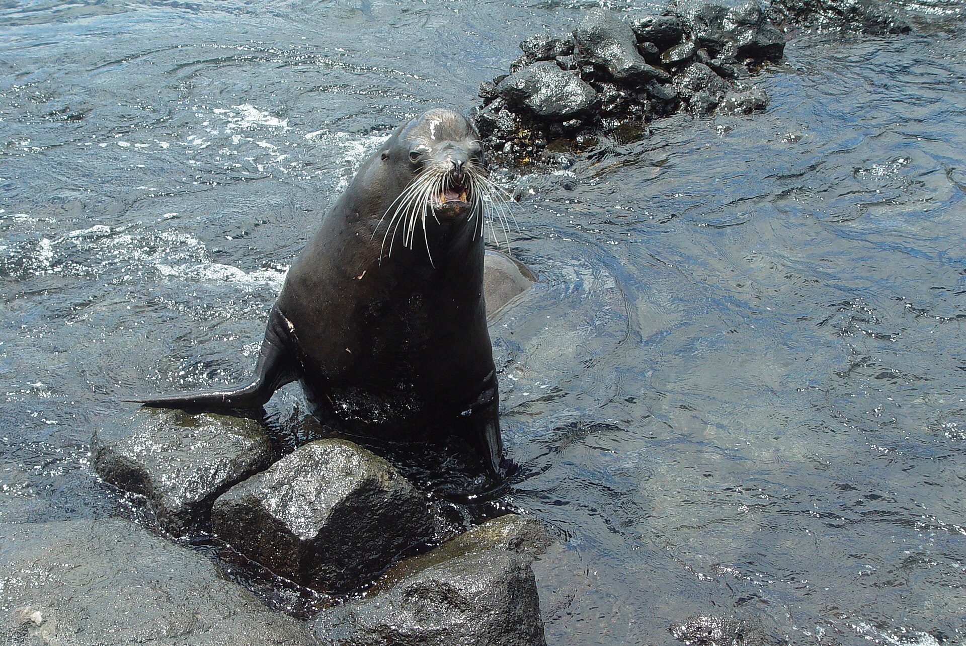 Galápagos sea lion
