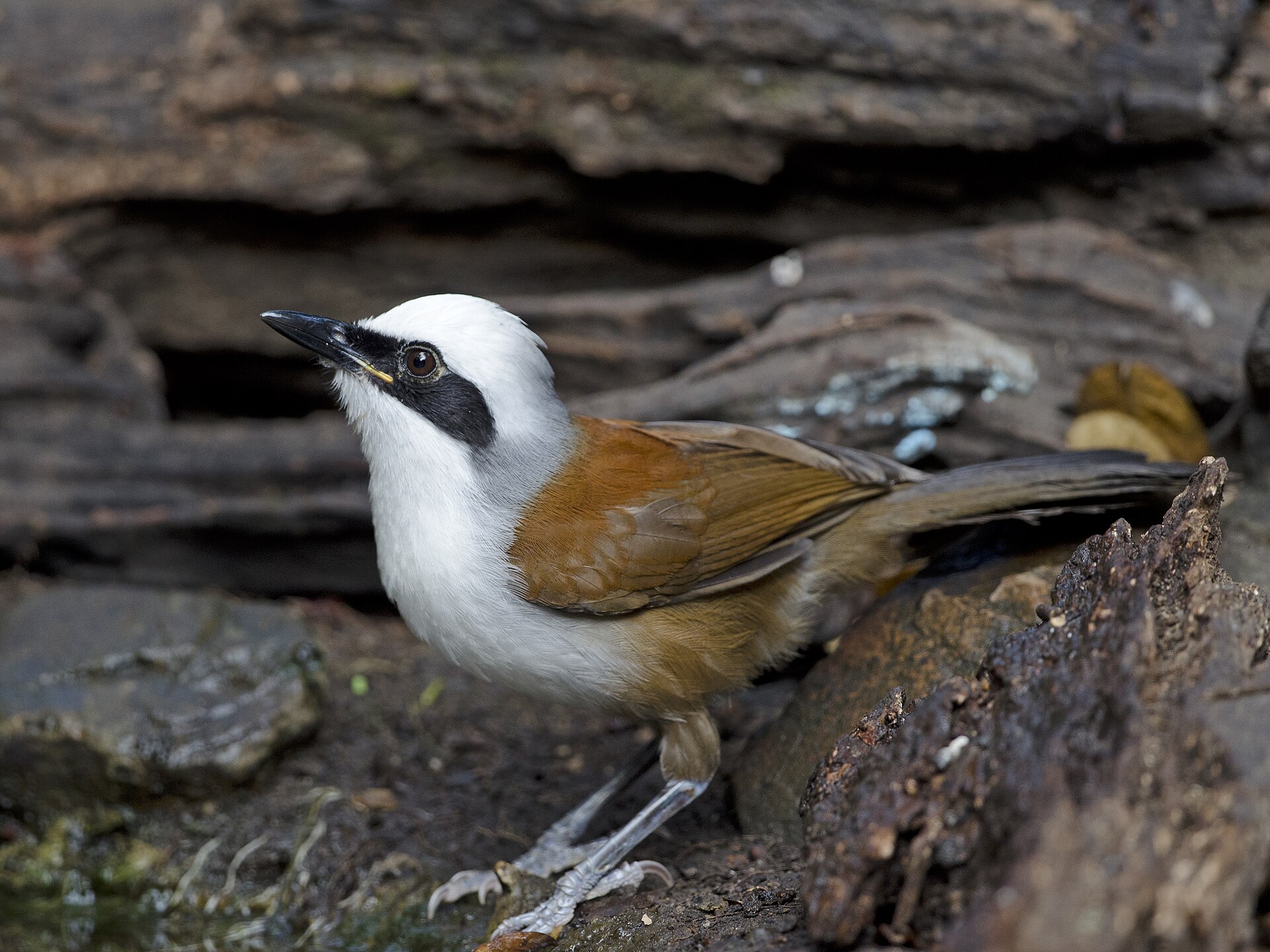 Garrulax leucolophus