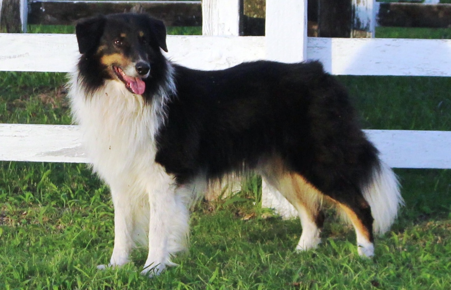 Gaucho sheepdog