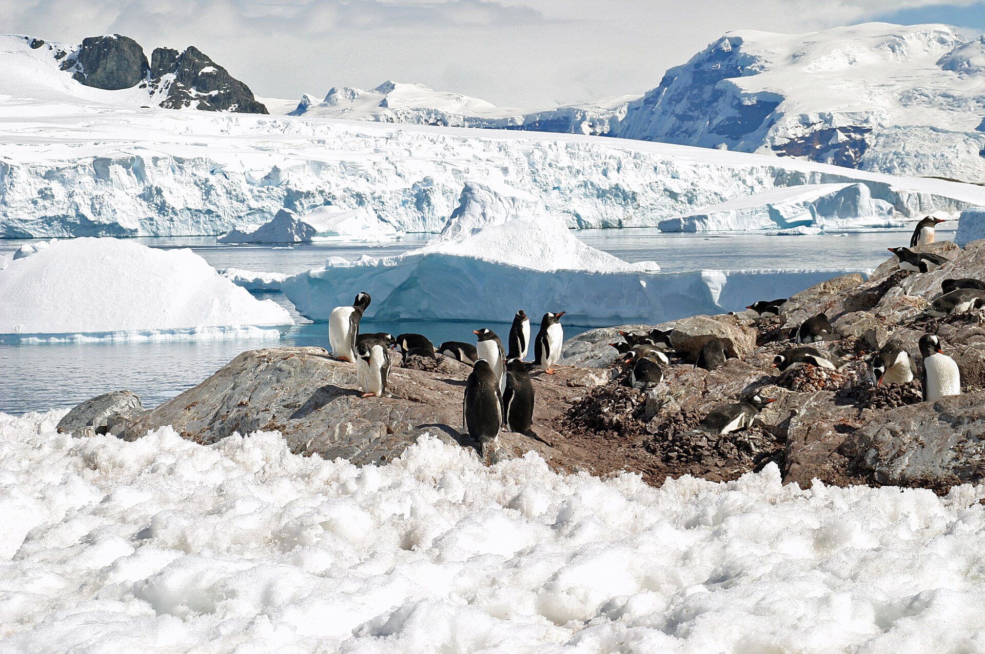 Gentoo Penguin