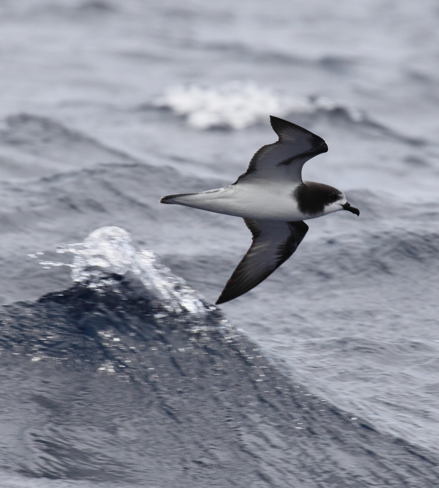 Gould's Petrel