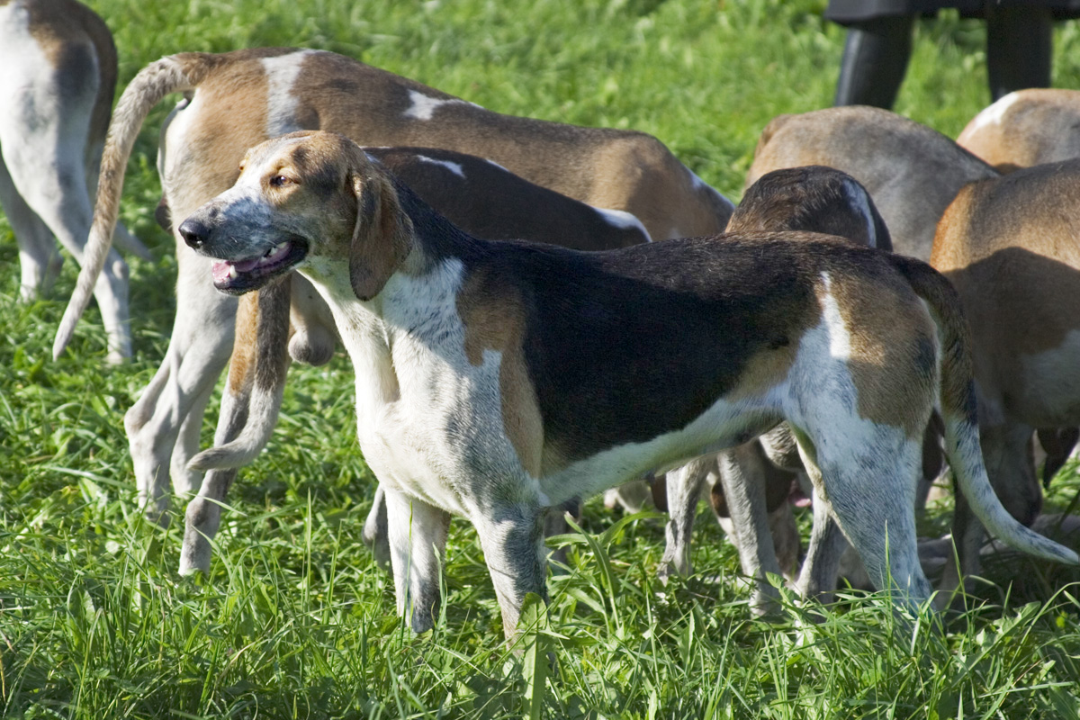 Great Anglo-French Tricolour Hound