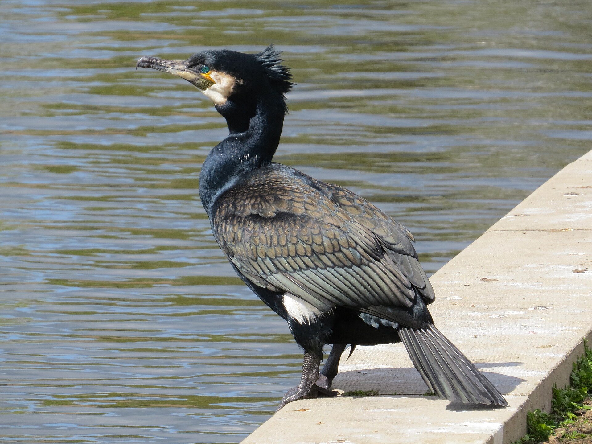 Great Cormorant