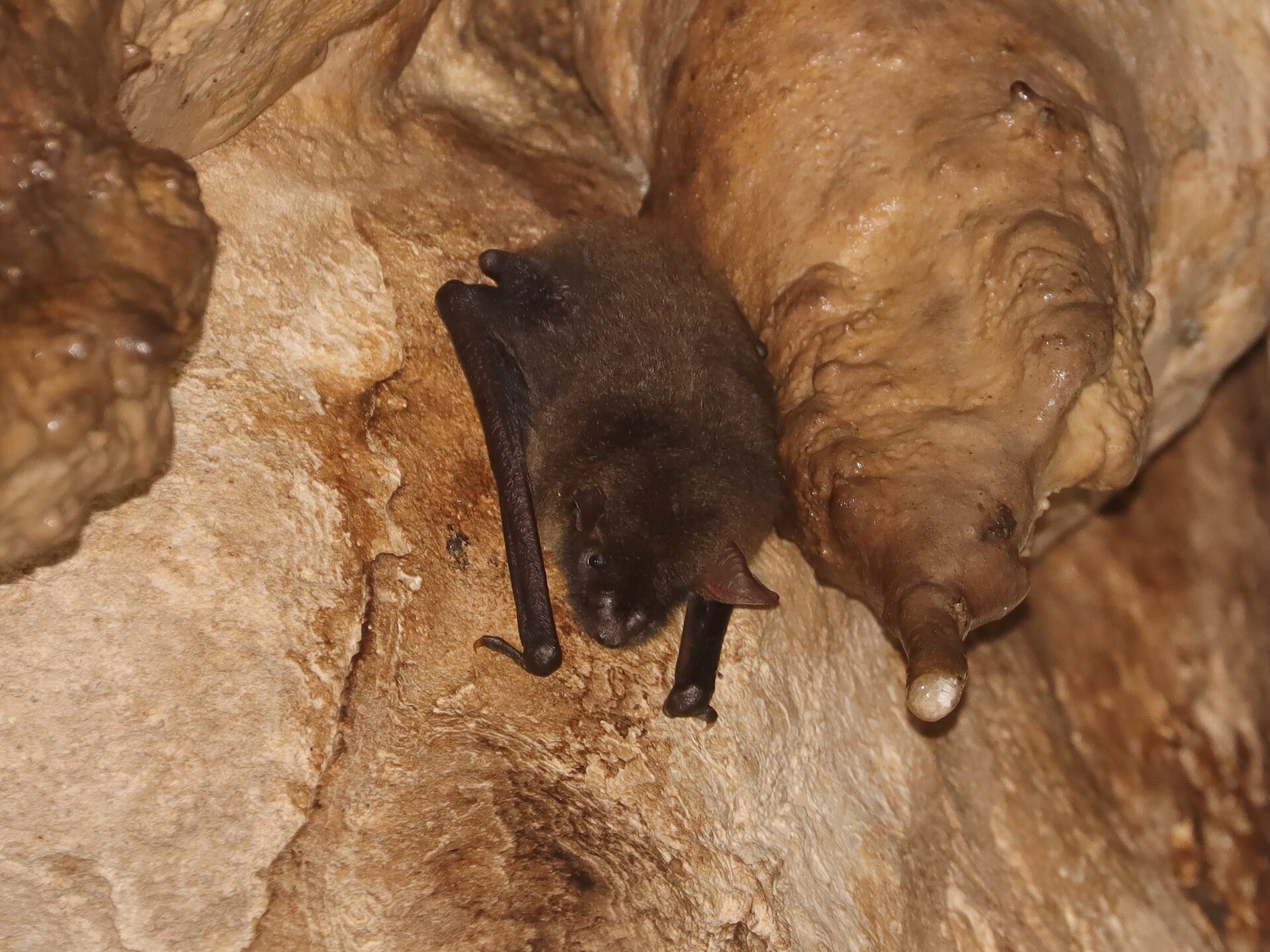 Great evening bat