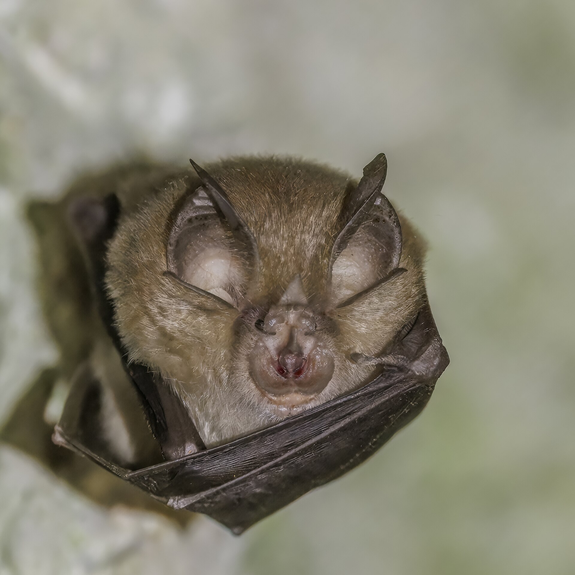 Greater Horseshoe Bat
